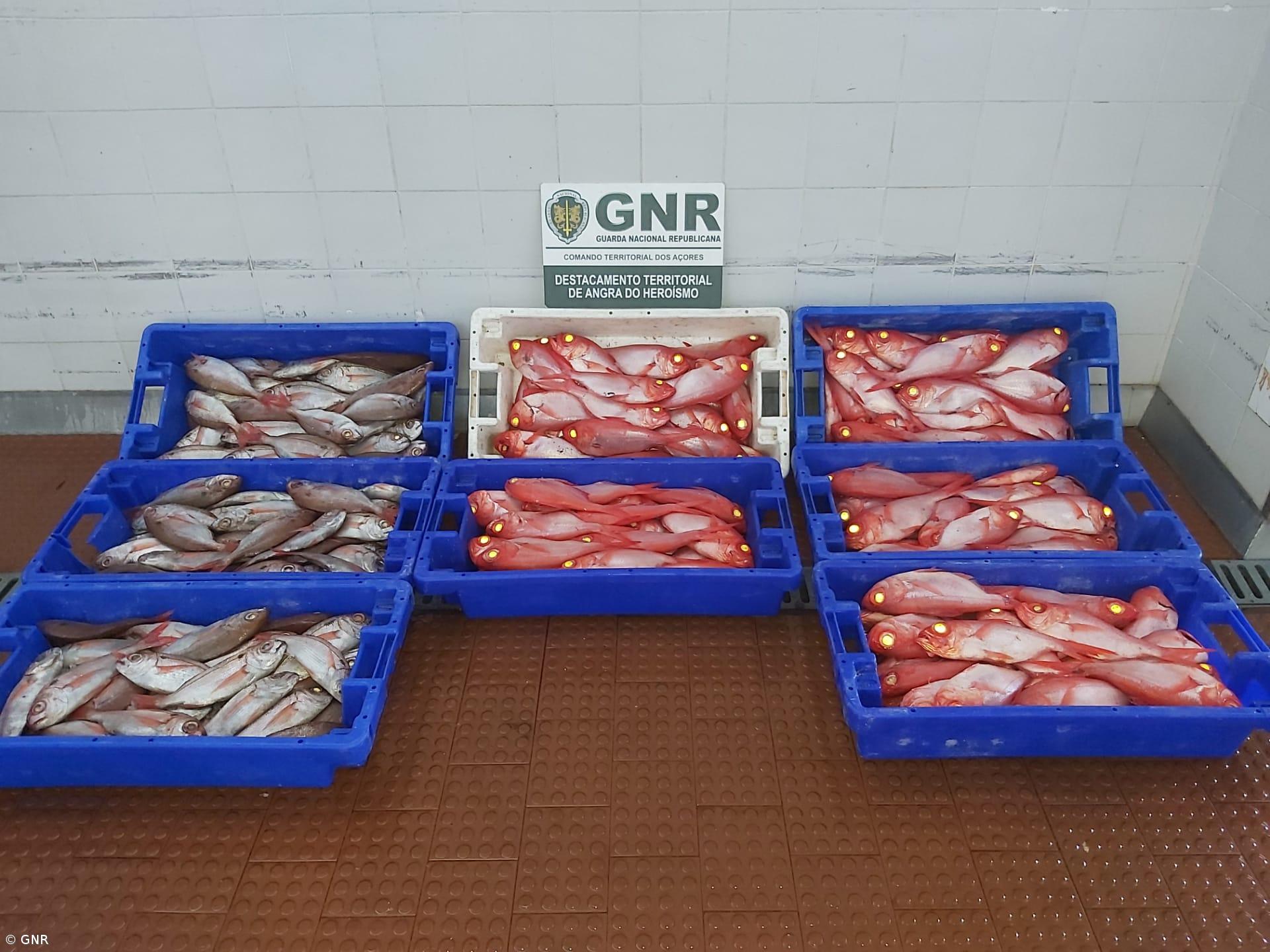 140 quilos de pescado apreendido na Terceira – Imagem 1