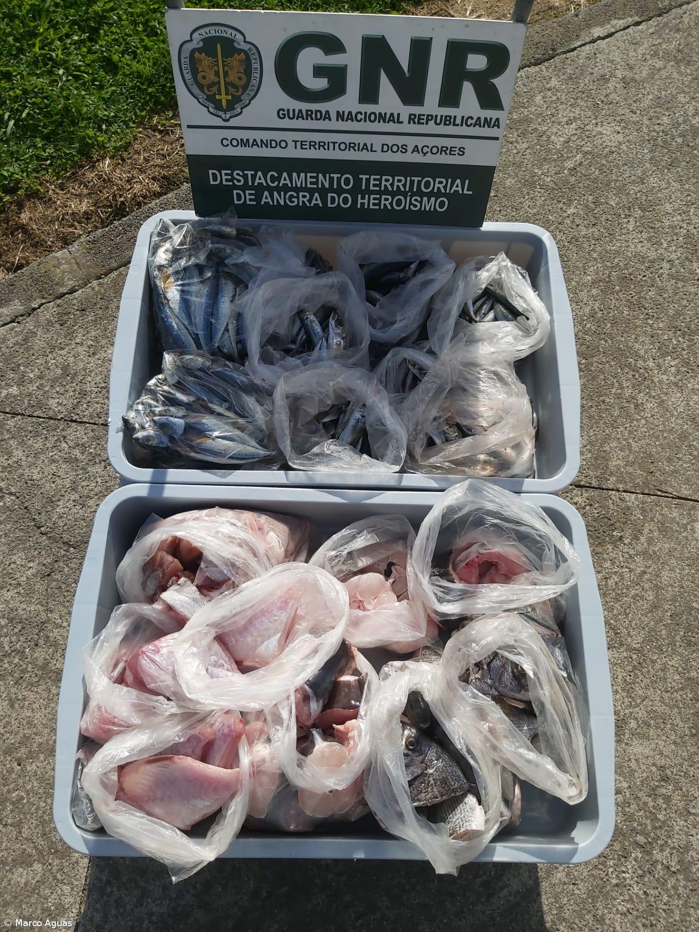 Apreensão de 40 quilos de pescado na Terceira – Imagem 1