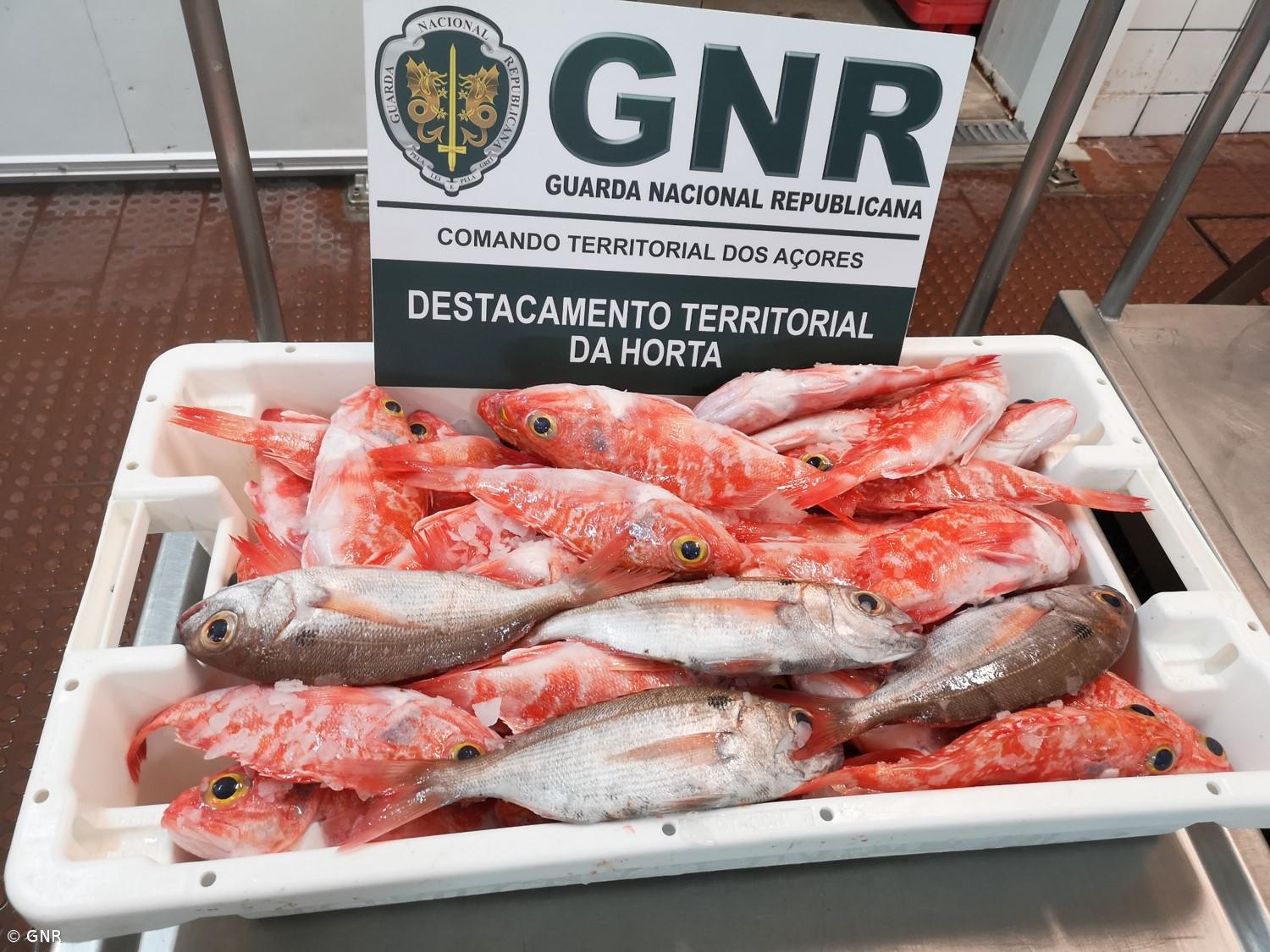 Apreensão de 30 quilos de pescado no Faial – Imagem 1