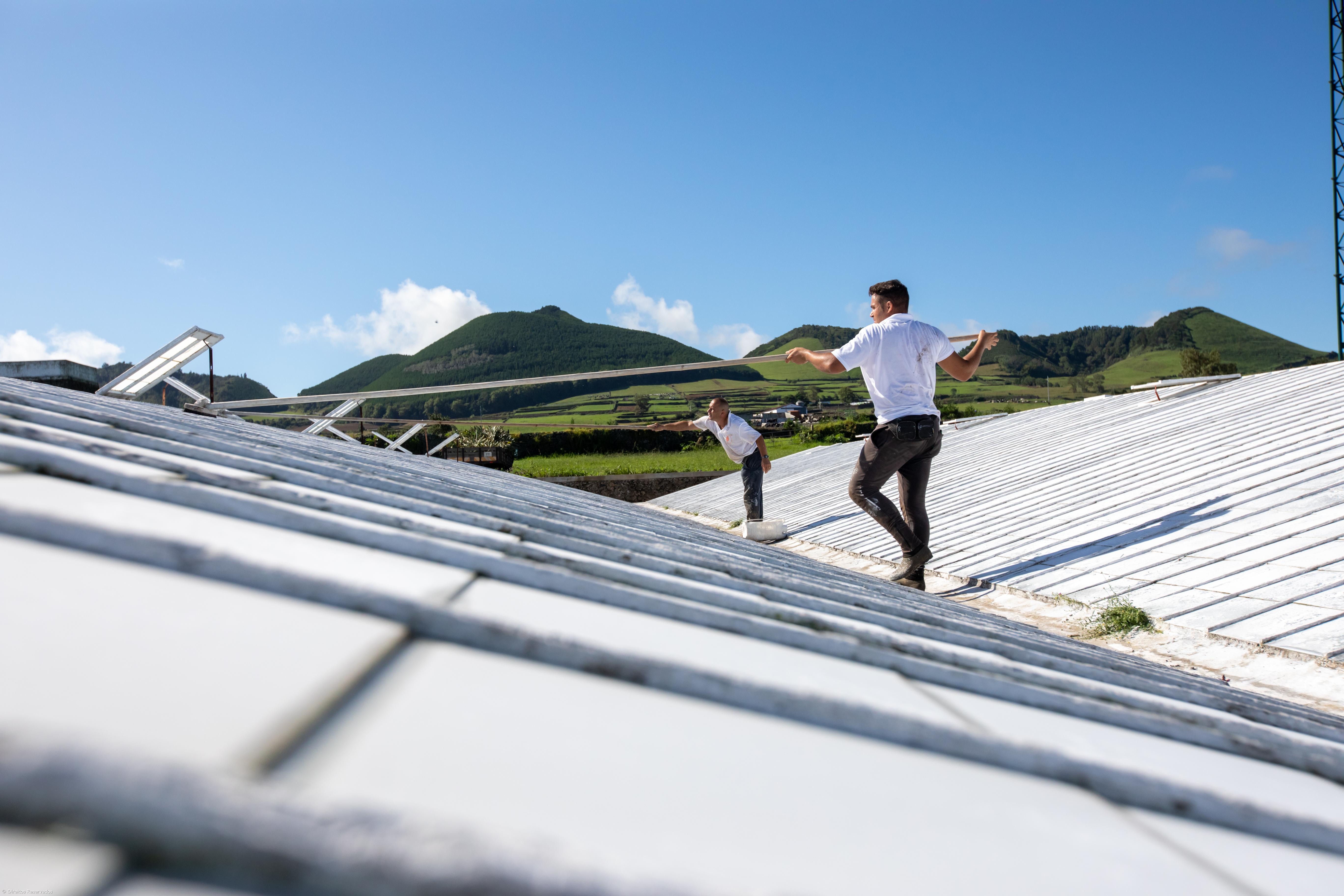 Ananás não deixou de se vender mas preço caiu 50% – Imagem 1