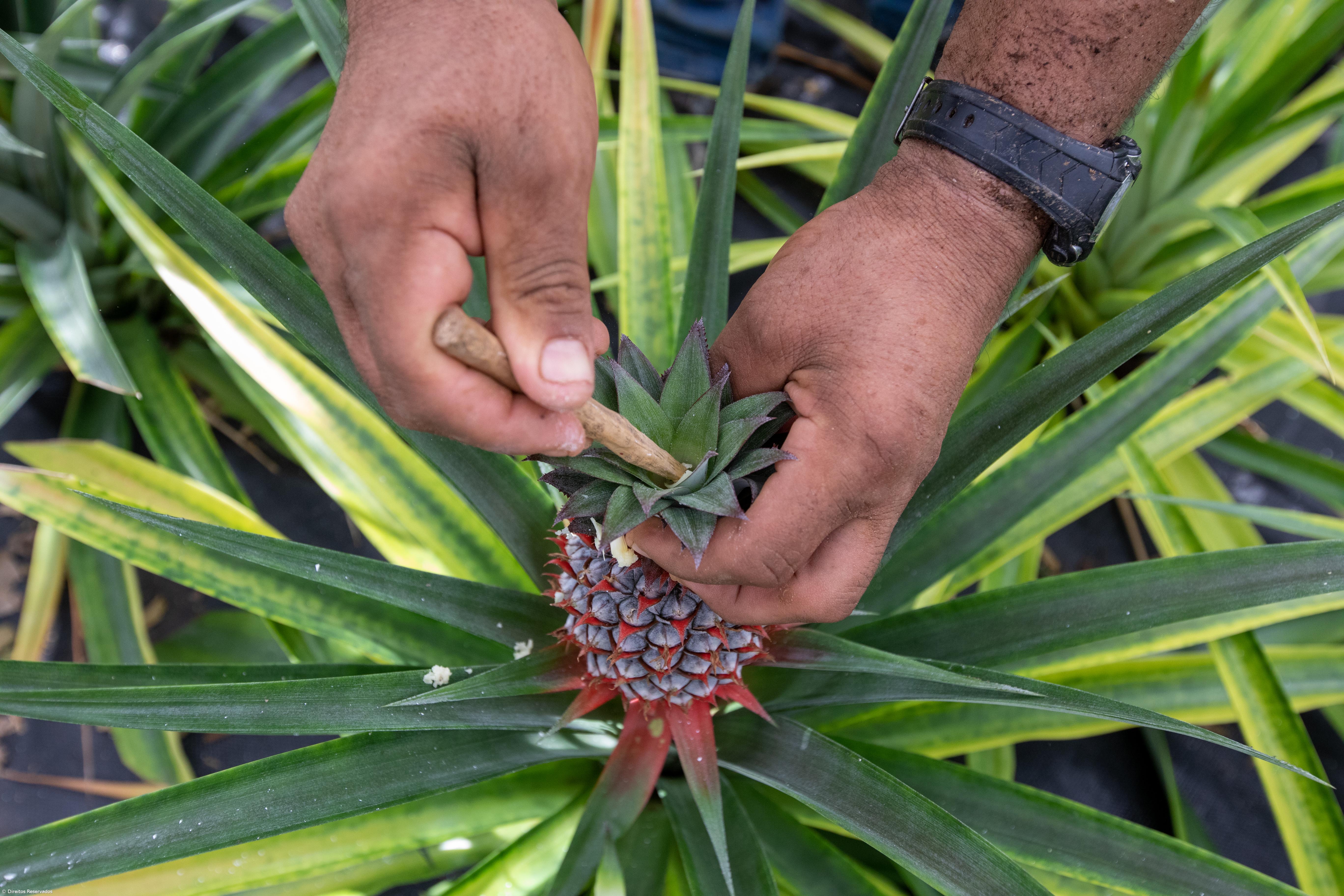 Ananás não deixou de se vender mas preço caiu 50% – Imagem 2