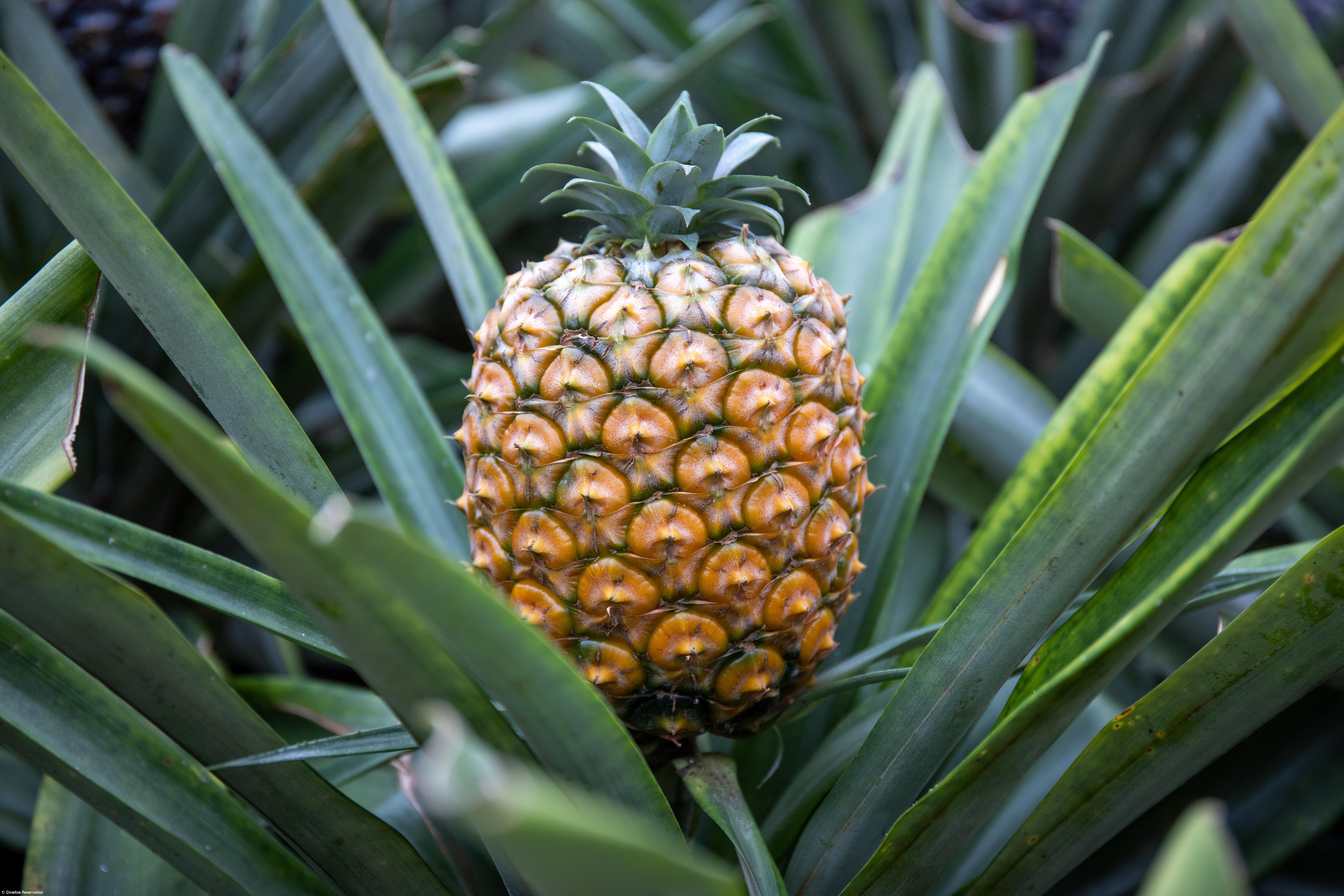 Ananás não deixou de se vender mas preço caiu 50% – Imagem 5