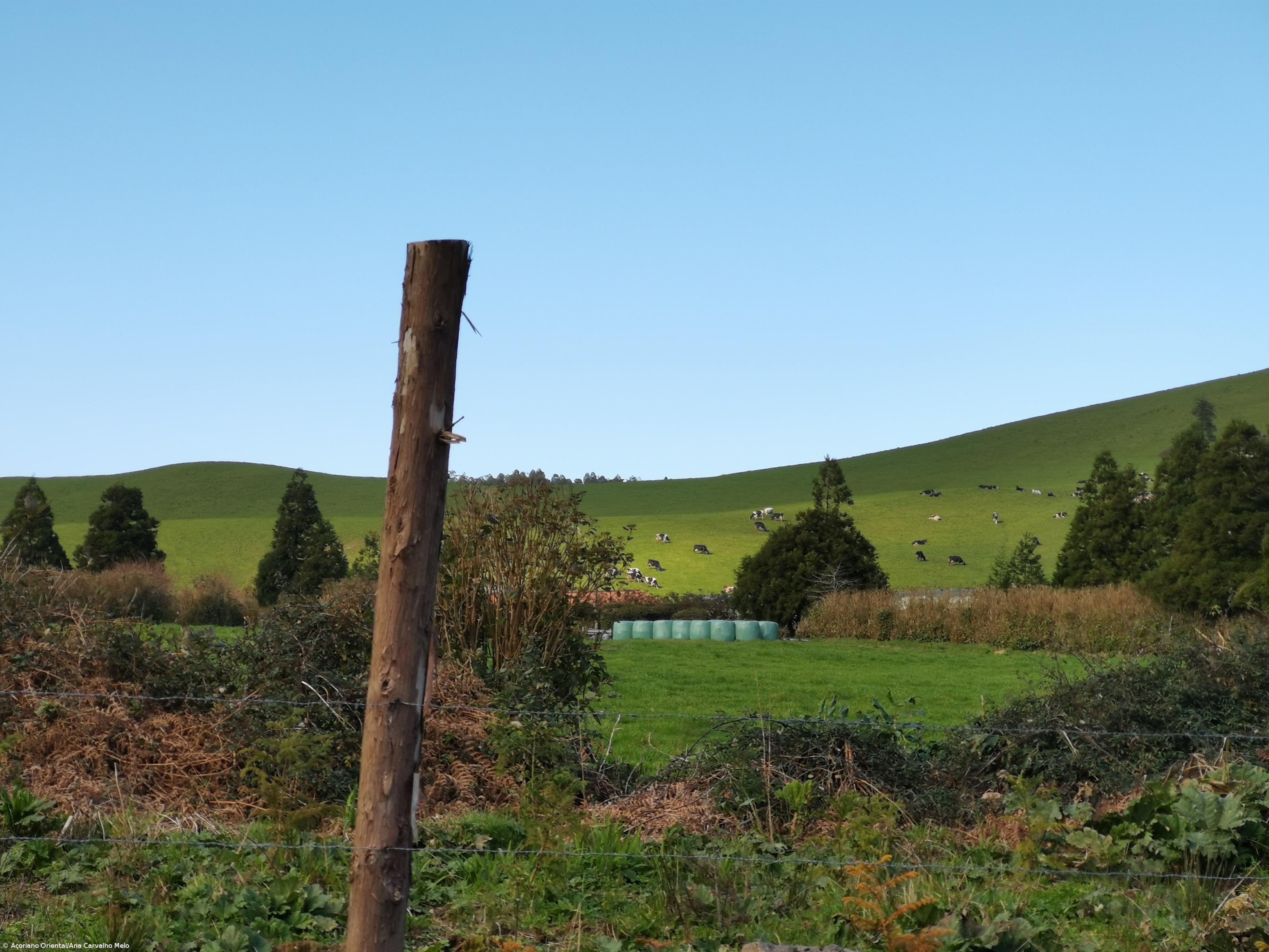 Parlamento açoriano recomenda que sejam encetados esforços para reforçar POSEI – Imagem 1