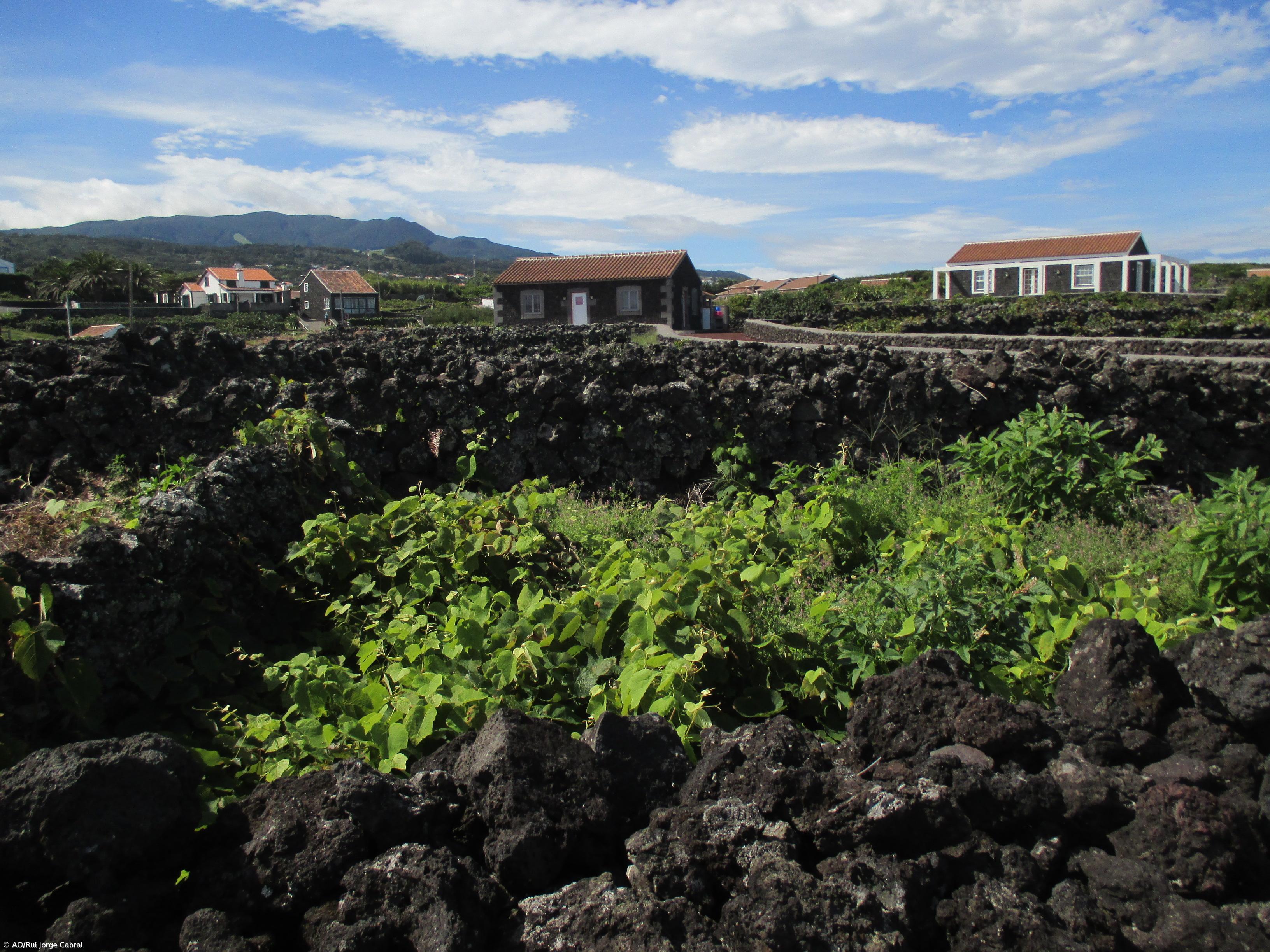 Pragas continuam a ameaçar a produção de uva apesar de “ano excecional” – Imagem 1