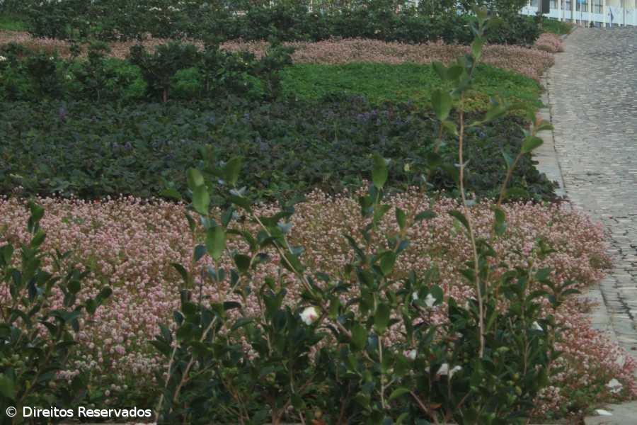 Introduzidas plantas invasoras nos jardins das Portas do Mar – Imagem 1
