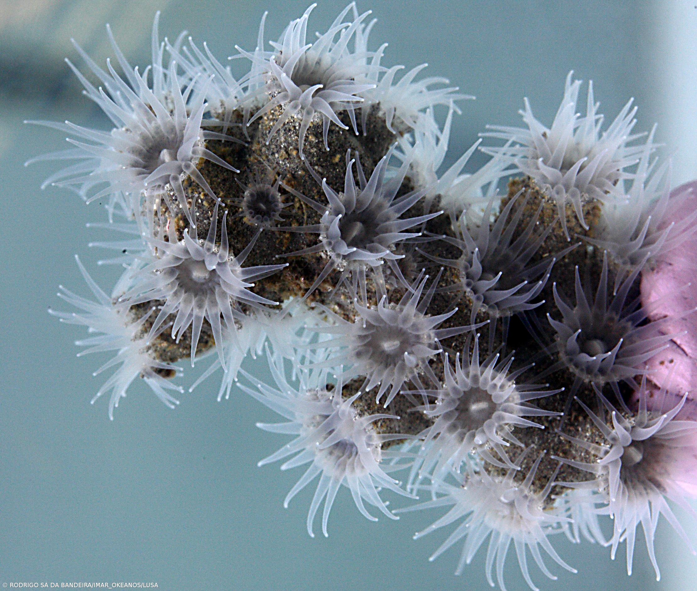 Projeto ATLAS descobre 12 novas espécies no mar profundo do oceano Atlântico – Imagem 1