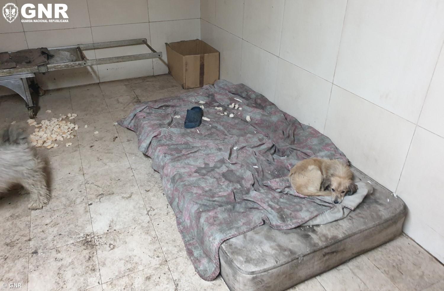 Encerramento de estabelecimento de fabrico e venda de pão na Relva – Imagem 2