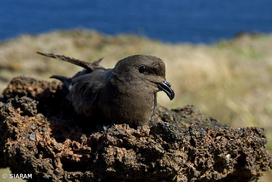 Ave do Ano 2021 é exclusiva dos Açores – Imagem 1