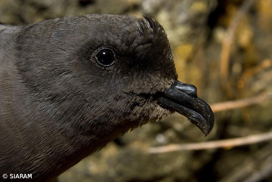 Ave do Ano 2021 é exclusiva dos Açores – Imagem 2