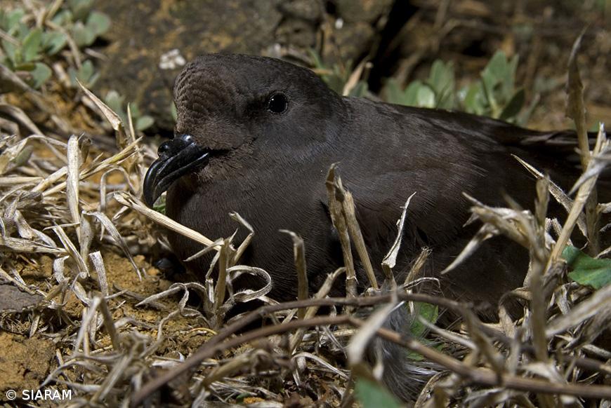 Ave do Ano 2021 é exclusiva dos Açores – Imagem 3