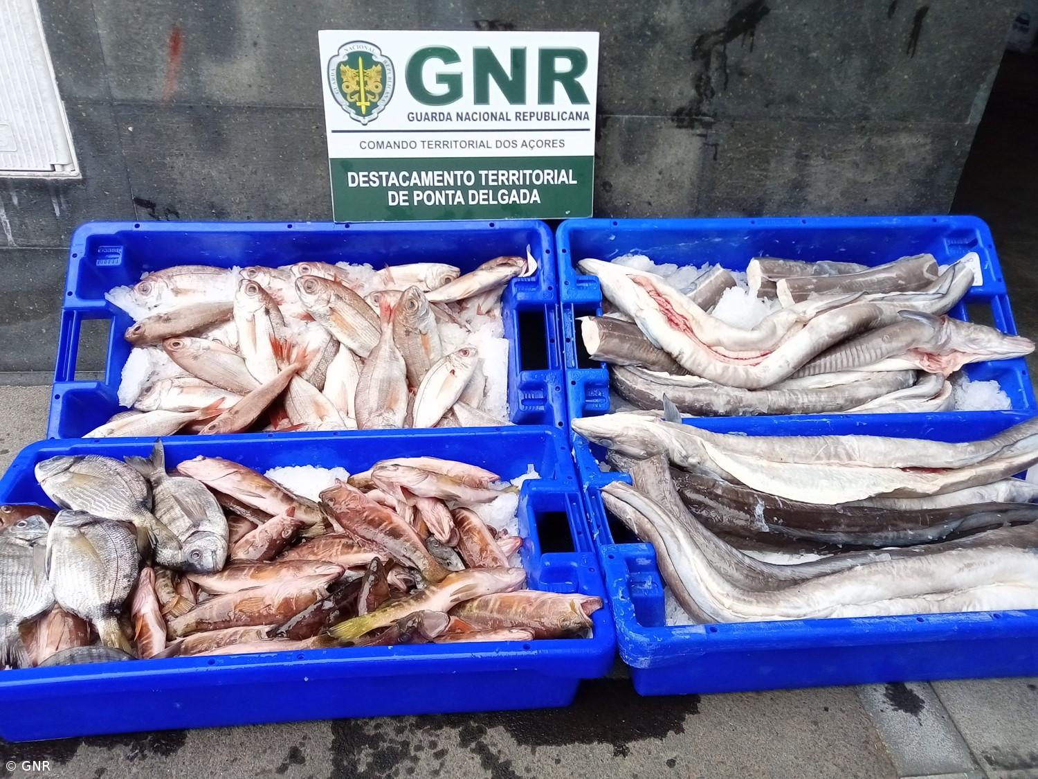 Apreensão de 64 quilos de pescado subdimensionado em São Miguel – Imagem 1