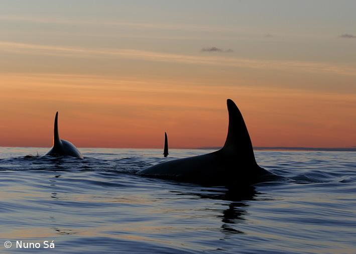 Nuno Sá mostra trabalhos em Nordeste – Imagem 1