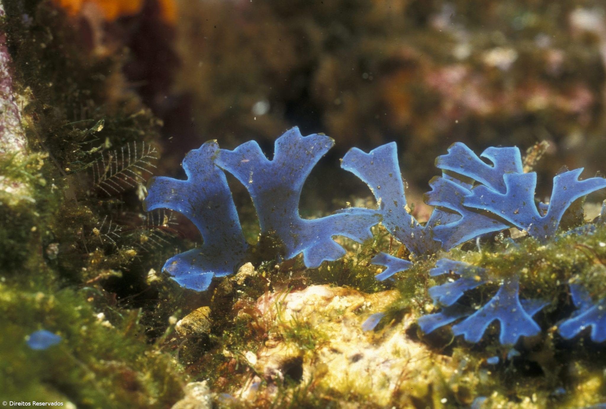 Cientistas ganham financiamento para expedição ao mar profundo dos Açores – Imagem 1