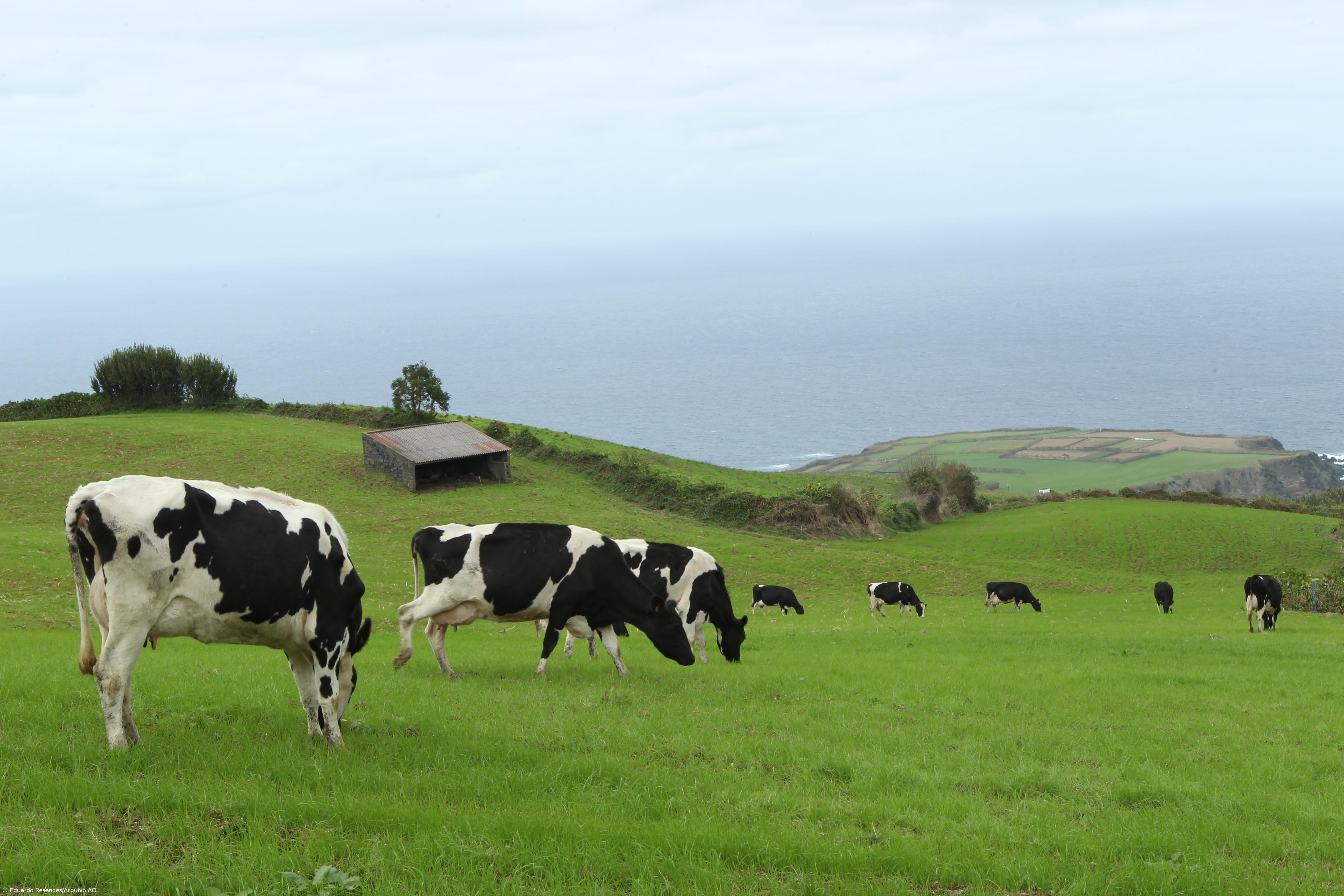Aumentou diferencial do preço médio pago aos lavradores  – Imagem 1