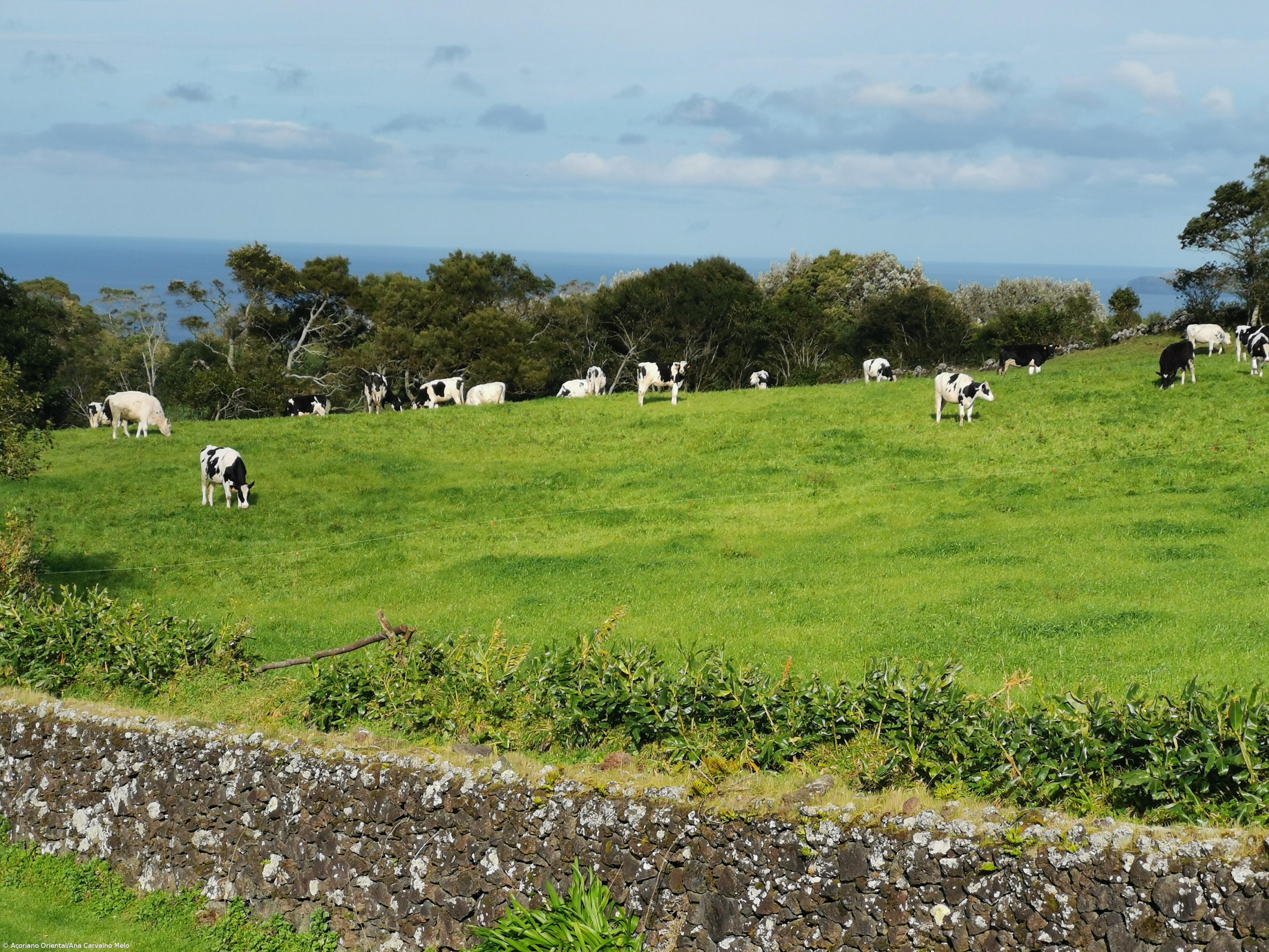 Produtores de leite e carne da ilha Terceira anunciam marcha lenta pelo aumento dos preços – Imagem 1
