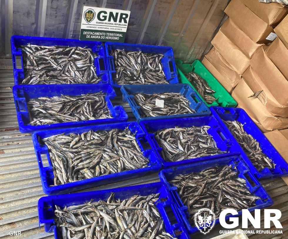 Apreensão de 132 quilos de pescado subdimensionado – Imagem 1