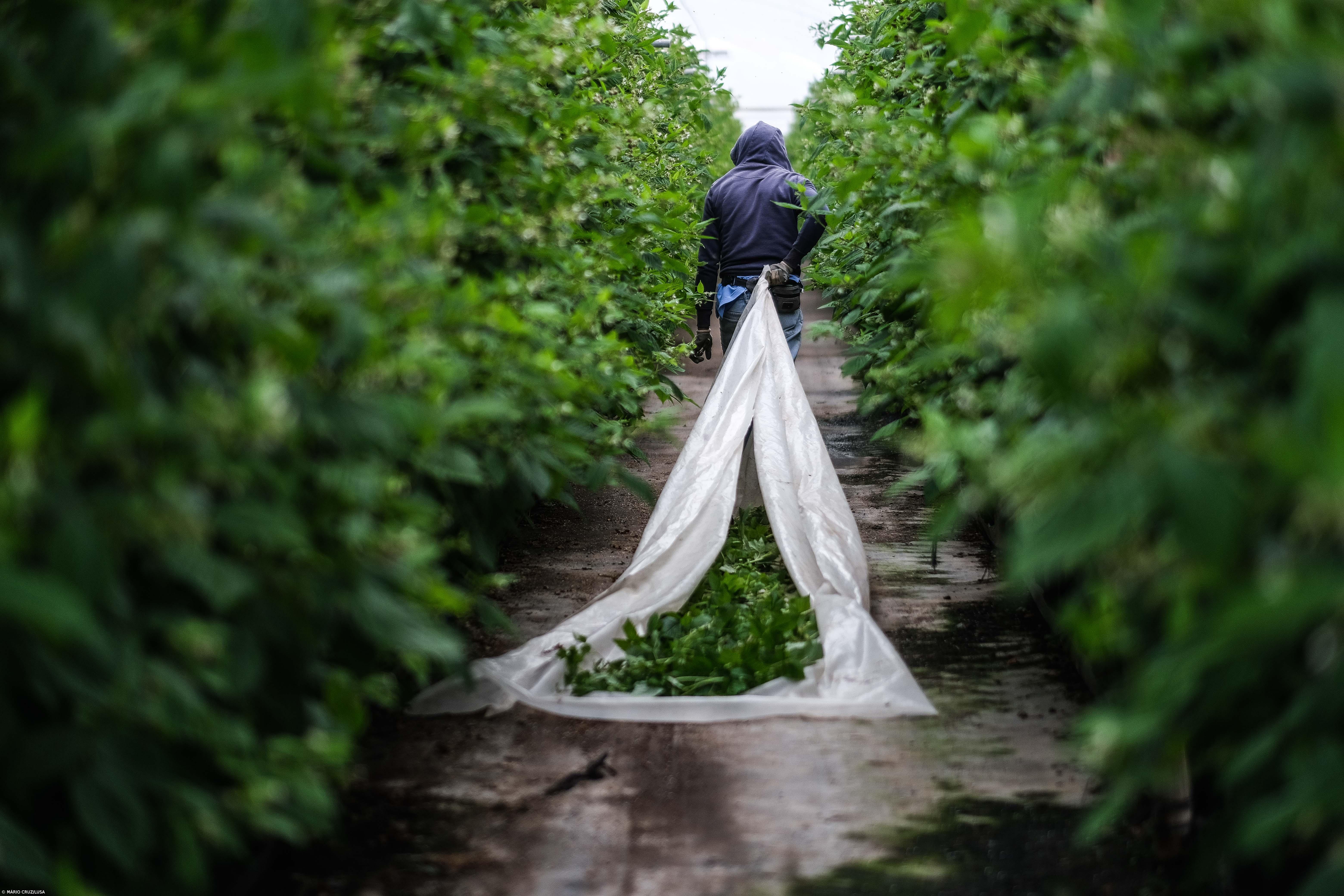 Relatório alerta para chegada de mais imigrantes ao Alentejo nos próximos meses – Imagem 1