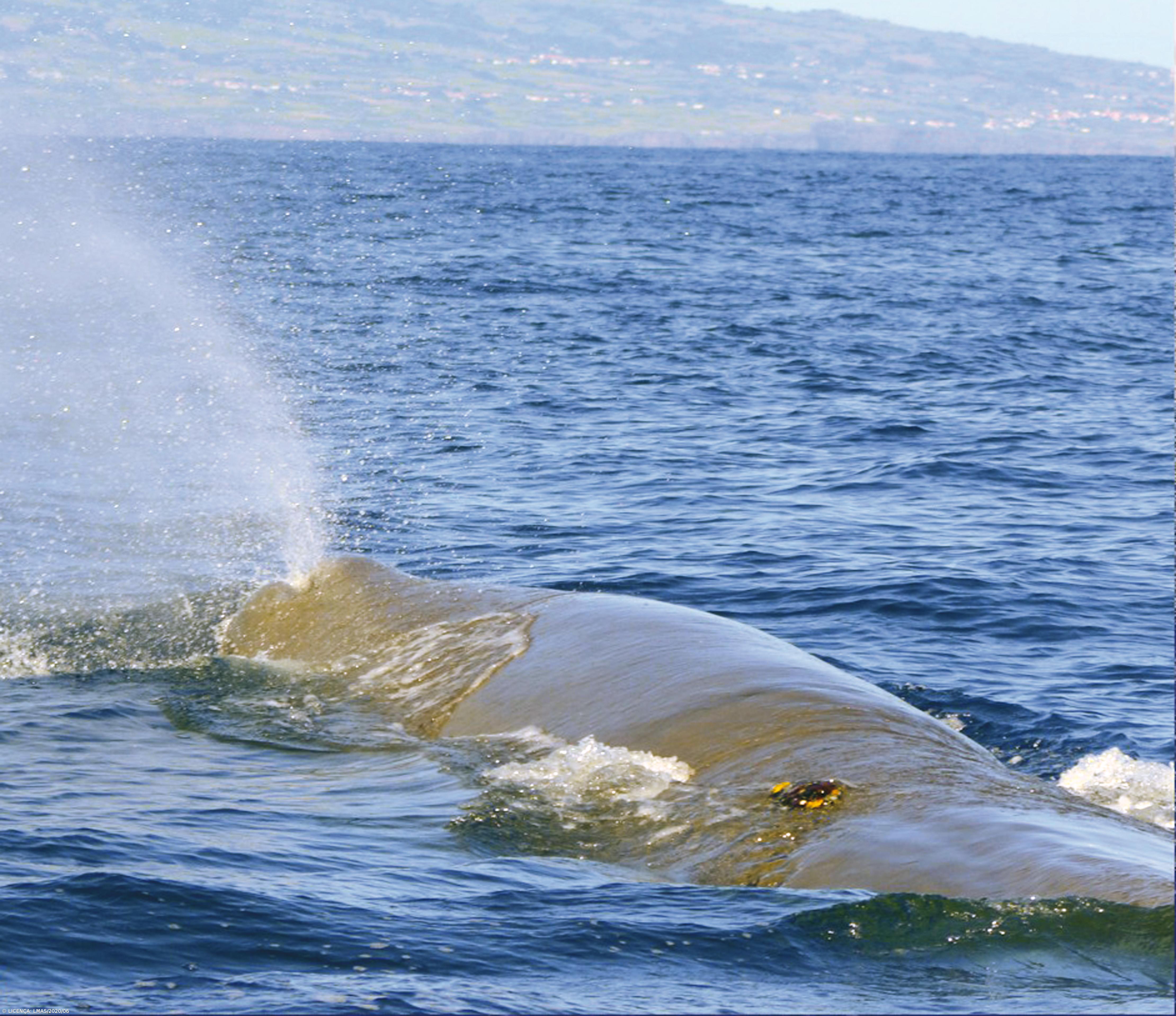 National Geographic Society atribui bolsa para o estudo de cachalotes nos Açores – Imagem 1
