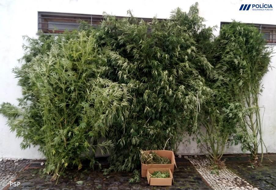 PSP detém homem no Nordeste que cultivava plantas de Cannabis – Imagem 1