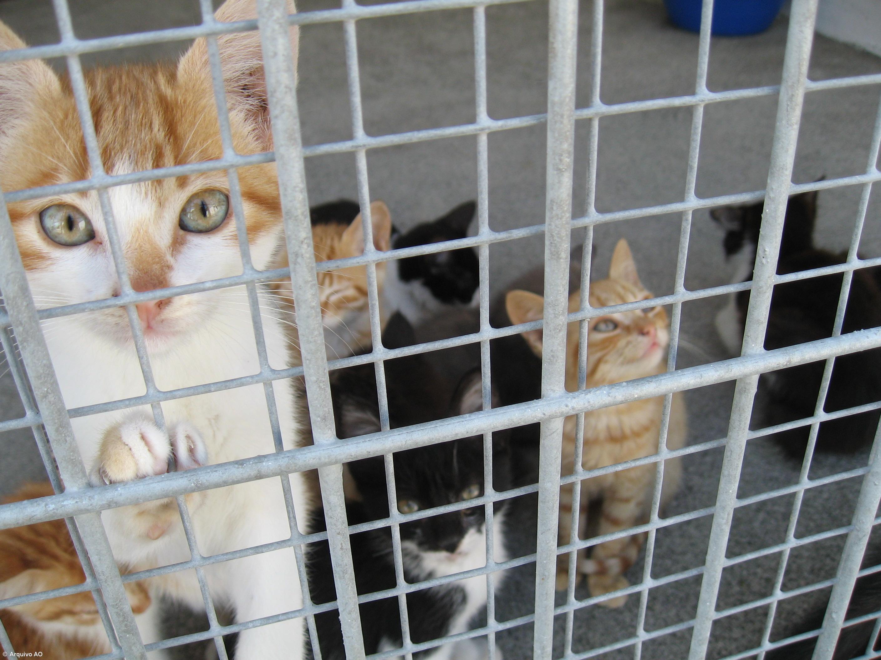 Campanha de esterilização e identificação para cães e gatos – Imagem 1