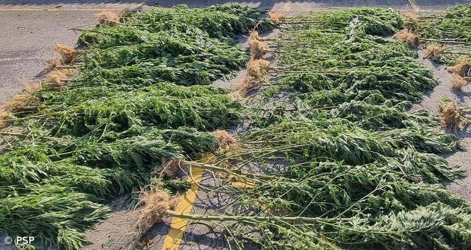 Canábis continua a droga mais consumida na Europa com 22,8 milhões no último ano – Imagem 1