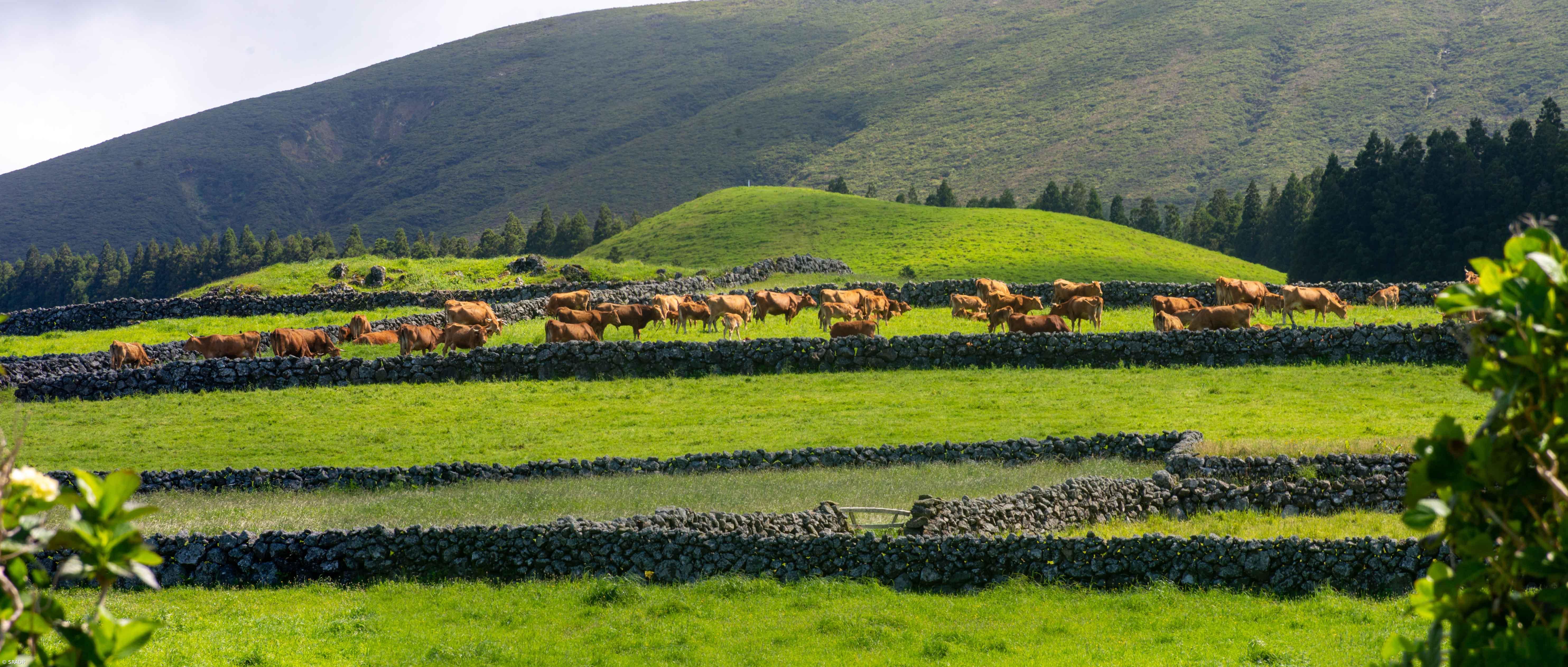 Governo Regional apoia produtores da raça bovina Ramo Grande  – Imagem 1