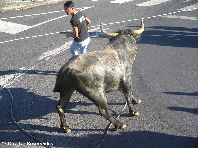Basta de Touradas denuncia eventos tauromáquicos para crianças na ilha Terceira – Imagem 1