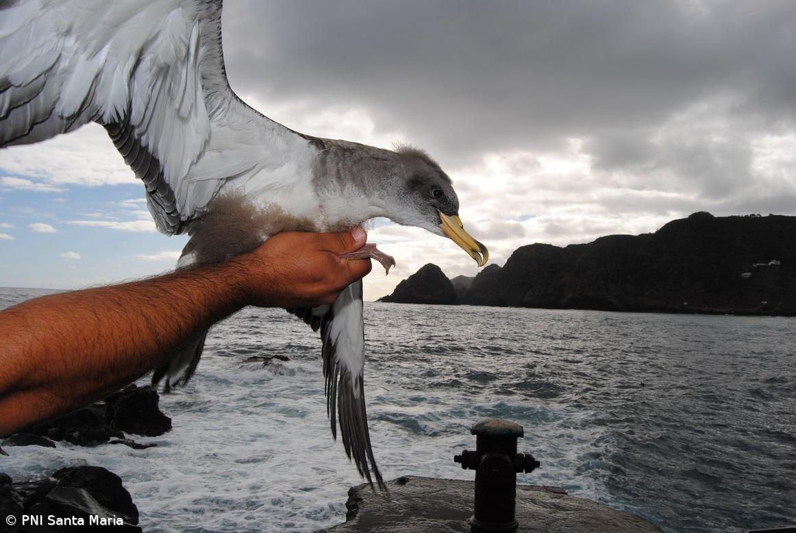 Campanha SOS Cagarro salvou perto de 10 mil aves nos Açores – Imagem 1