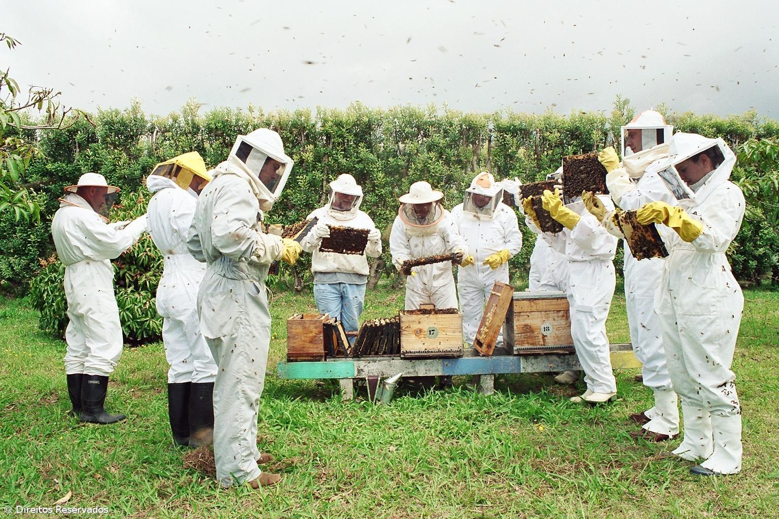 Casermel descontente com chumbo do acesso dos apicultores ao gasóleo agrícola – Imagem 1