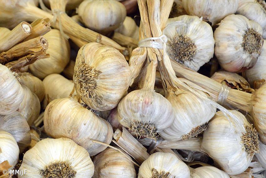 Alho da Graciosa registado com Indicação Geográfica Protegida – Imagem 1