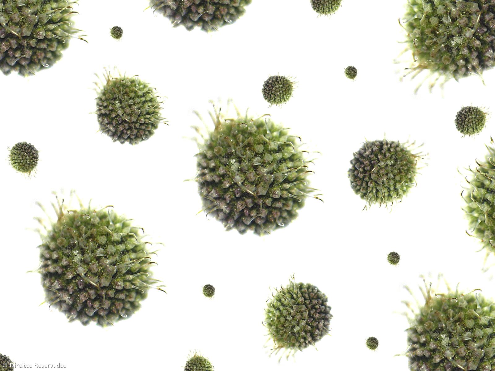 Destruição de habitats aproximou vírus do homem e riscos vão continuar, diz especialista – Imagem 1