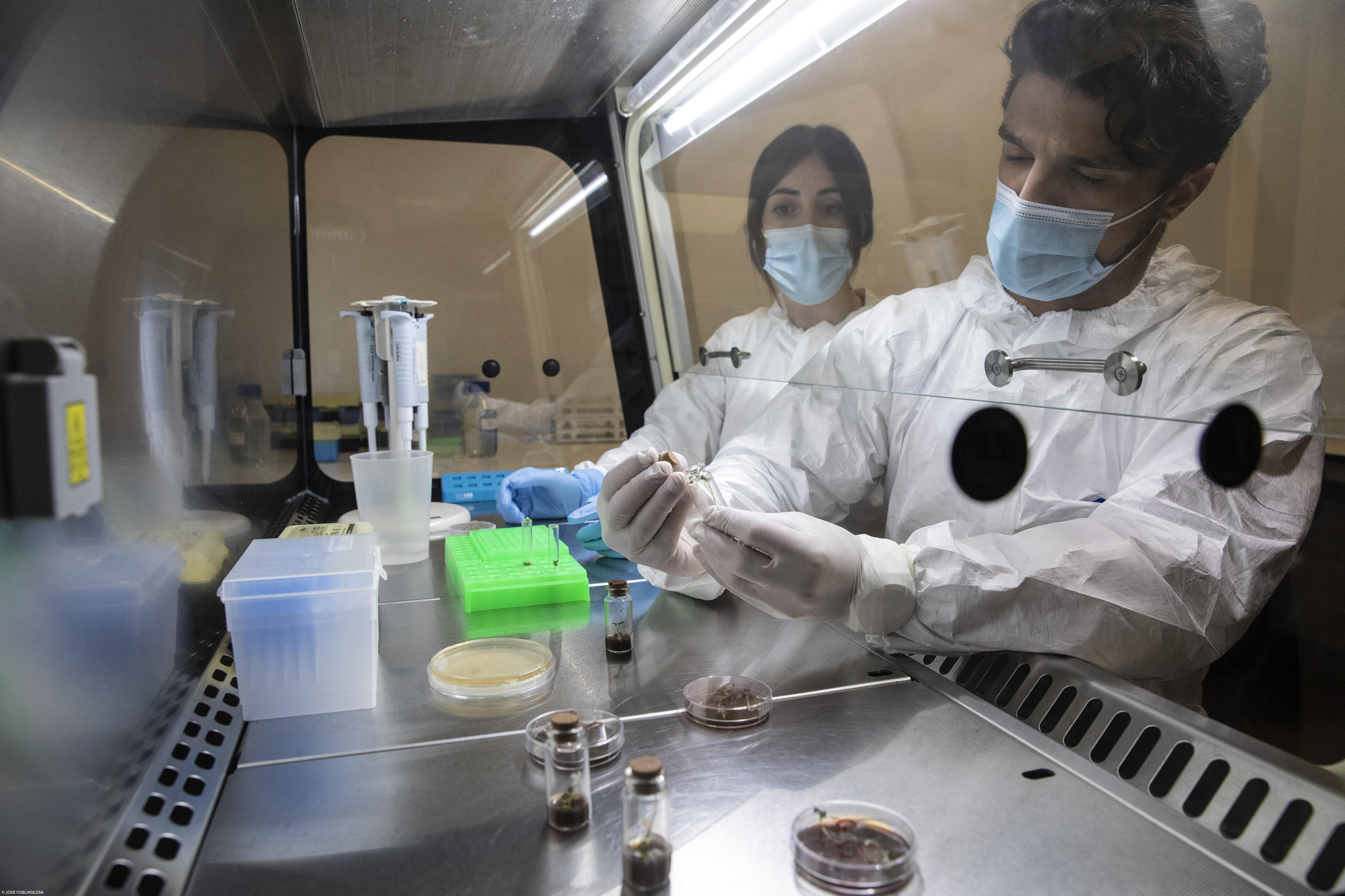 Açoriano desenvolve vacina comestível contra a Covid – Imagem 1