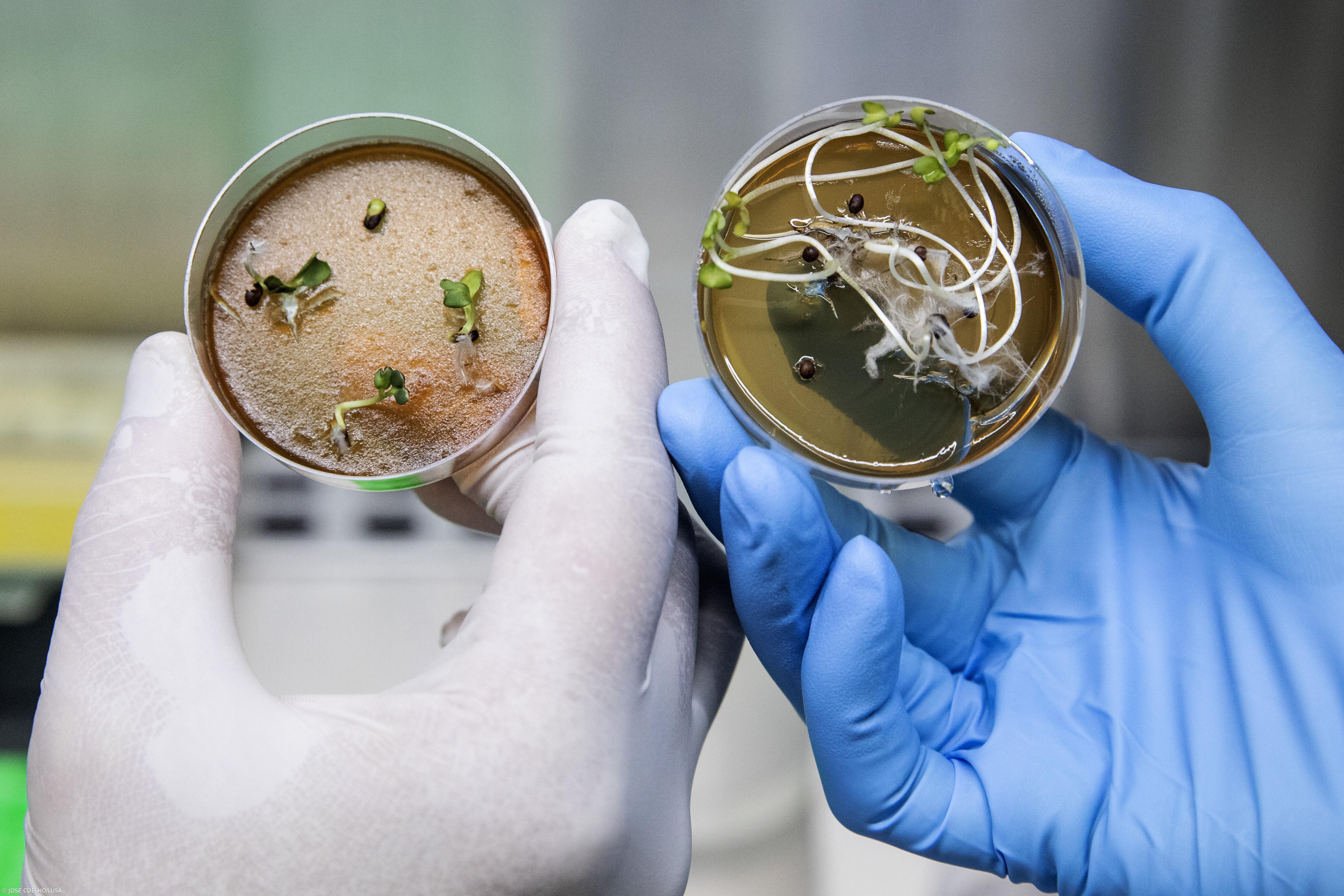 Açoriano desenvolve vacina comestível contra a Covid – Imagem 2