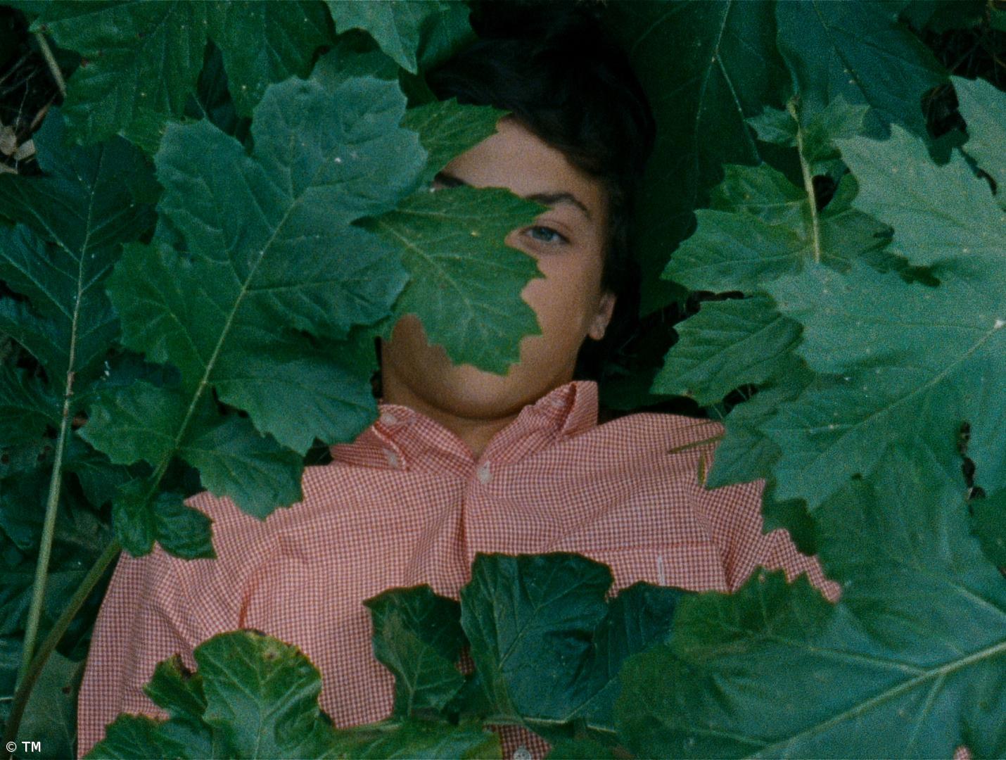 Teatro Micaelense exibe “A Metamorfose dos Pássaros” – Imagem 1