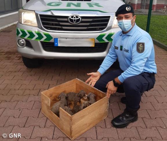 Regaste de oito cães abandonados no Pico da Pedra – Imagem 1