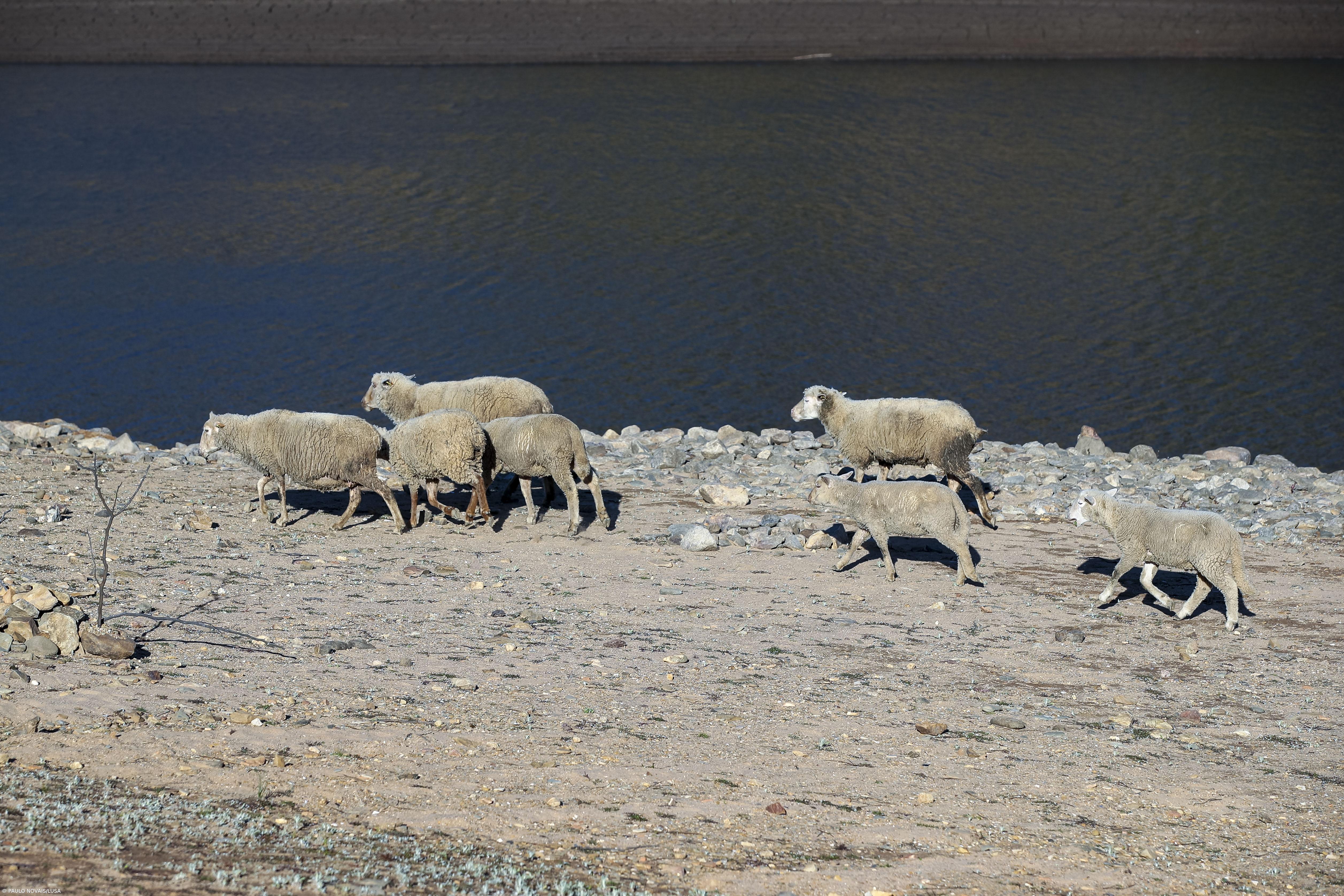 Municípios reduzem rega de jardins e apostam em campanhas de sensibilização – Imagem 1