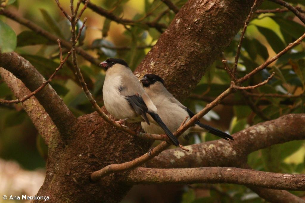 Sociedade para o Estudo das Aves promove atlas do priolo nos Açores – Imagem 1
