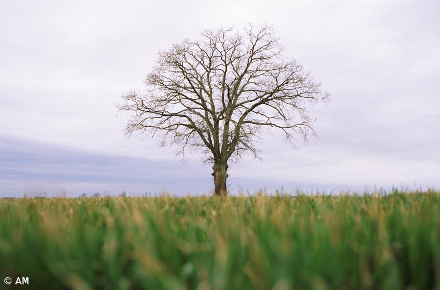 Investigadores criam árvore genealógica da humanidade mais completa de sempre – Imagem 1