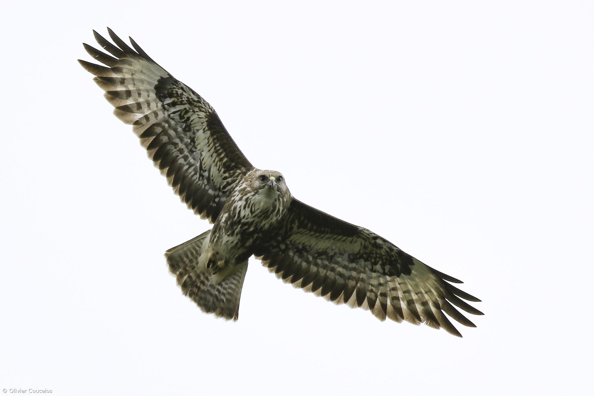 Censo anual de milhafres nos Açores realiza-se a 02 e 03 de abril – Imagem 1