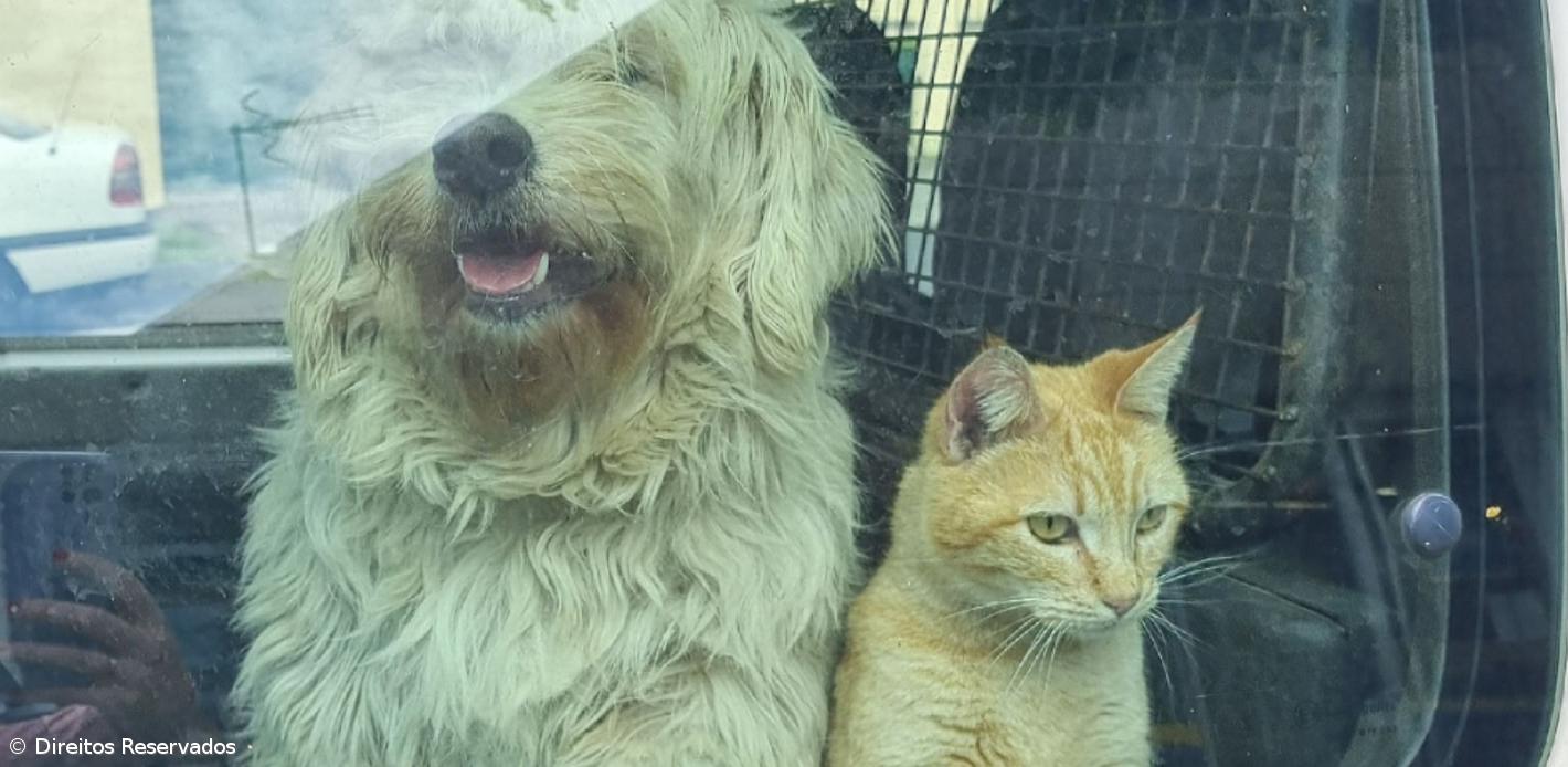 BE/Açores alerta para "constrangimento financeiro" em associações de Proteção Animal – Imagem 1