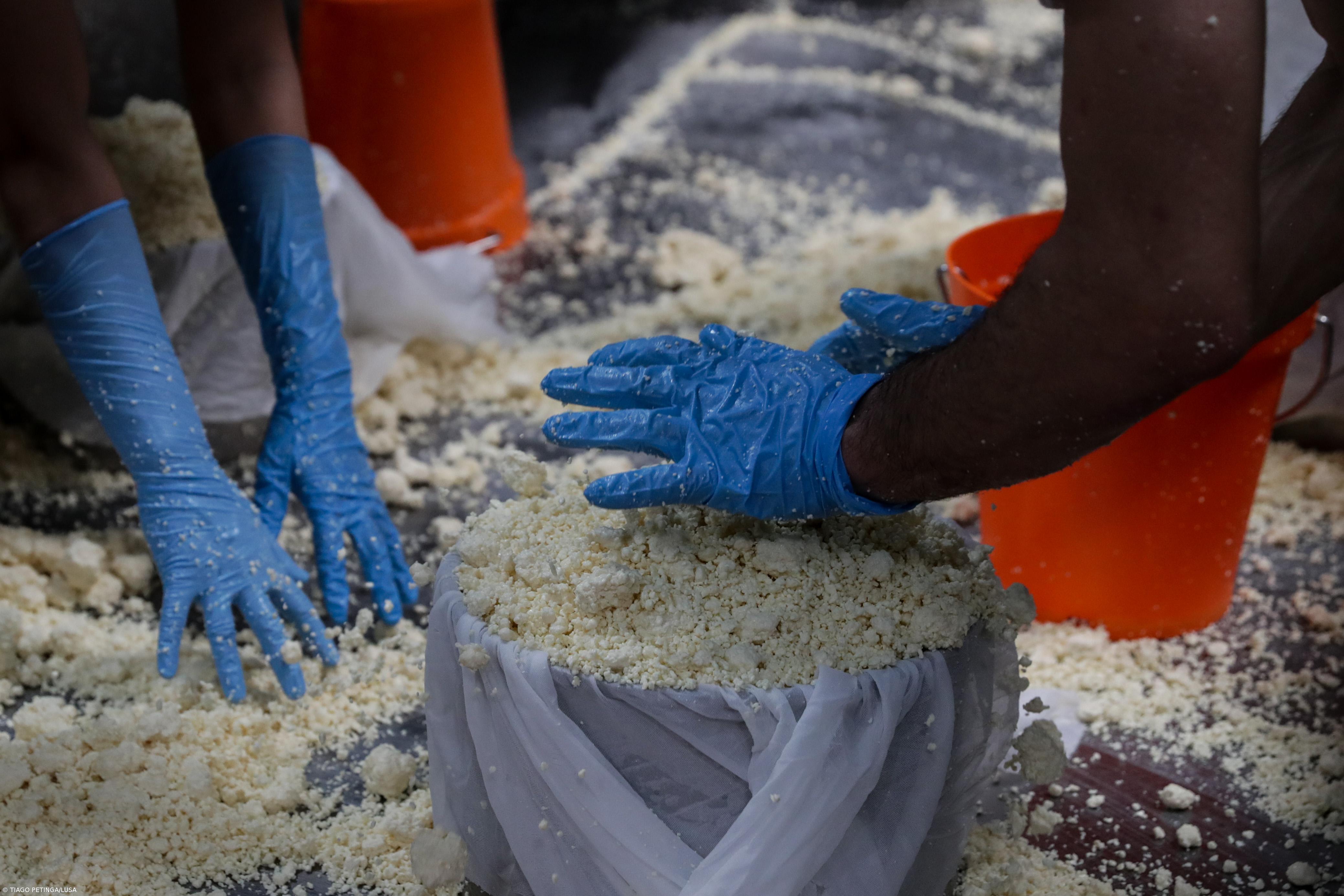 Reconhecimento UNESCO pode colocar queijo São Jorge DOP num patamar superior – Imagem 1