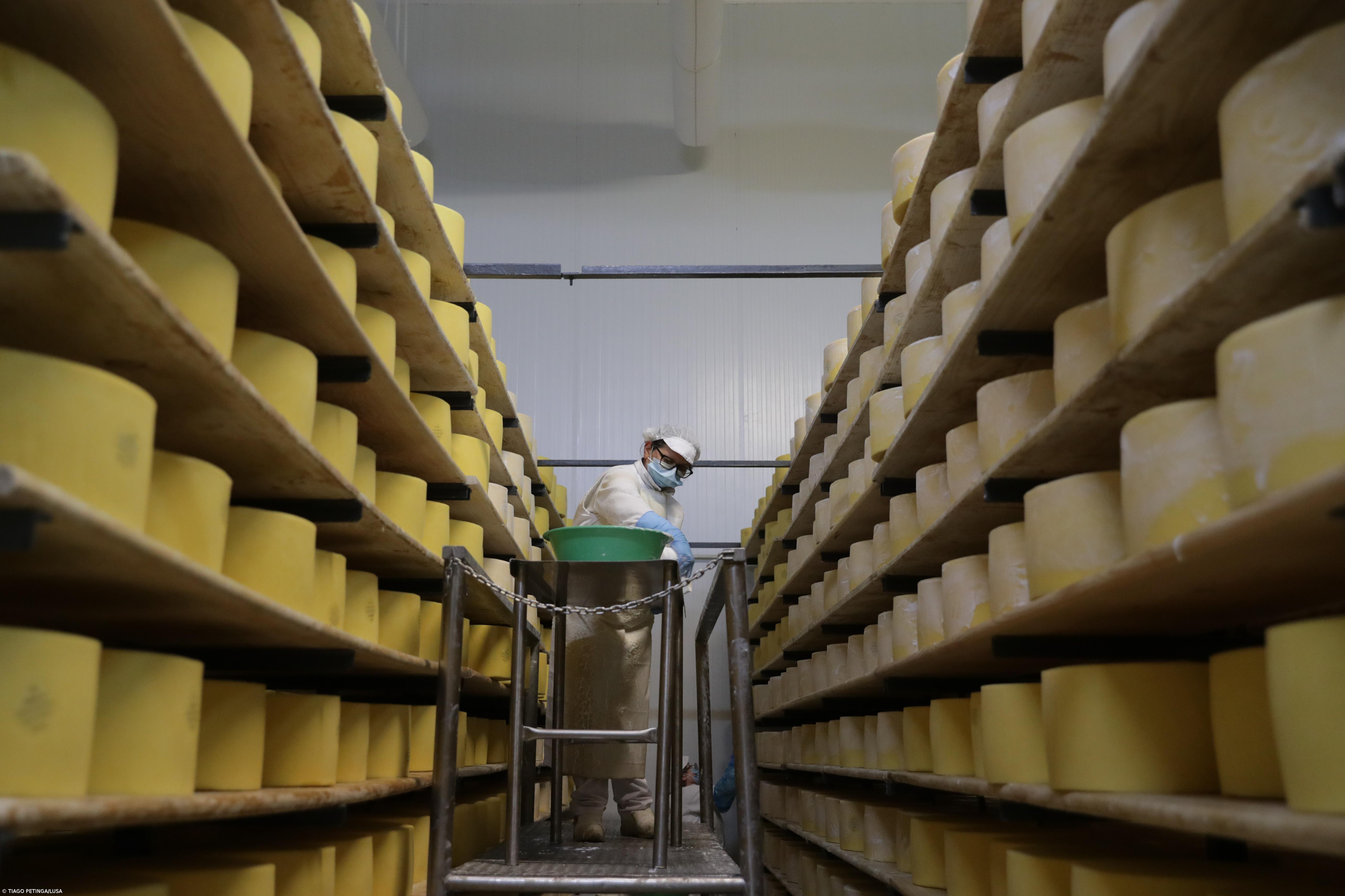 Cooperativas de laticínios de São Jorge com dificuldades em escoar queijo – Imagem 1