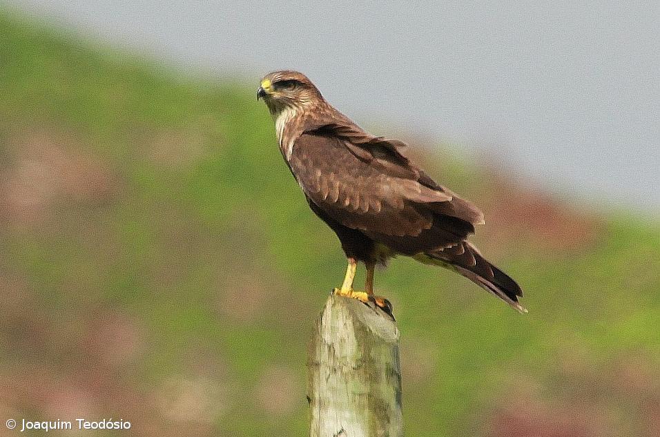SPEA revela que a cada ano que passa contam-se menos milhafres nos Açores – Imagem 1