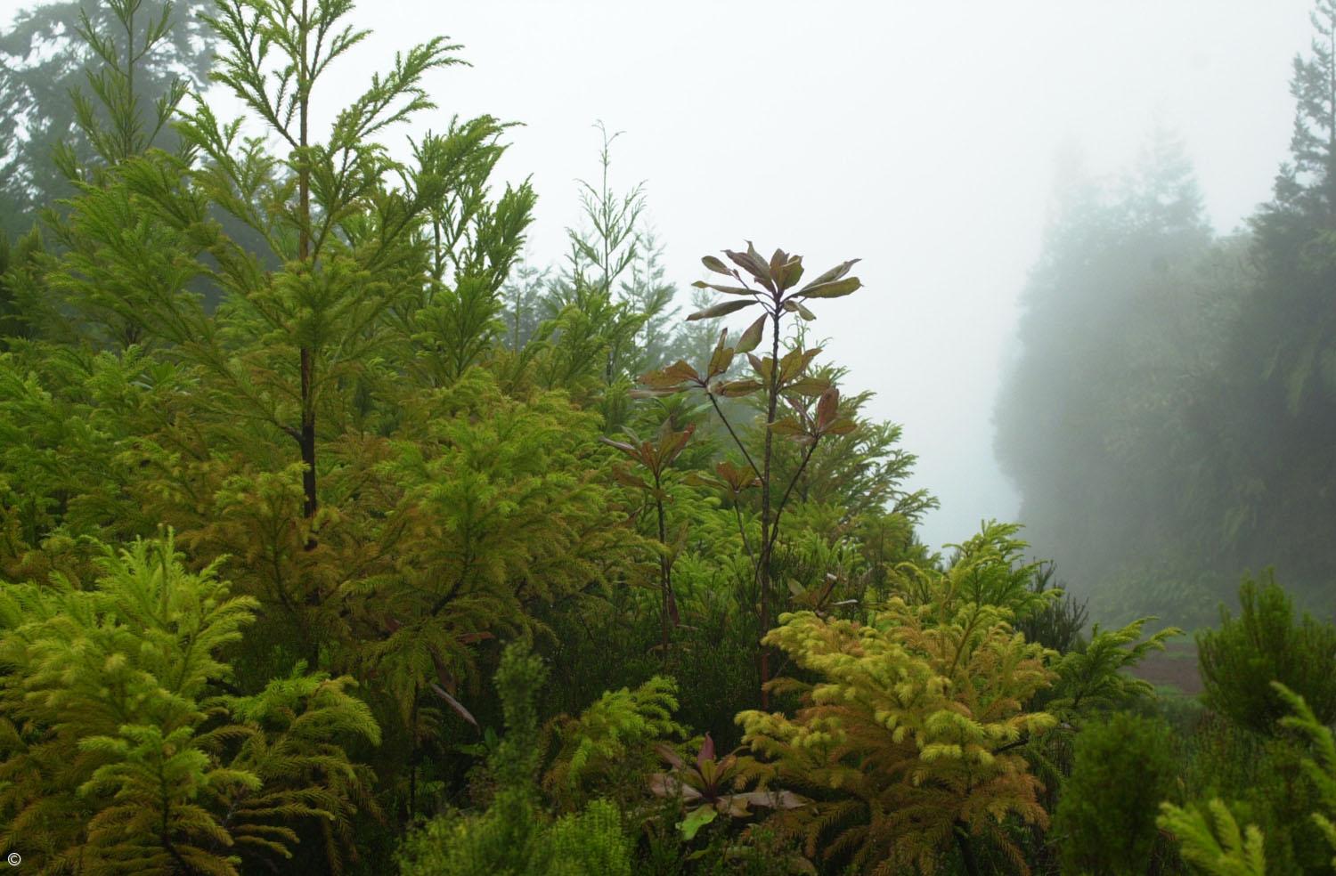 Campanha 'Chama-lhe Nomes' quer batizar 12 espécies endémicas – Imagem 1