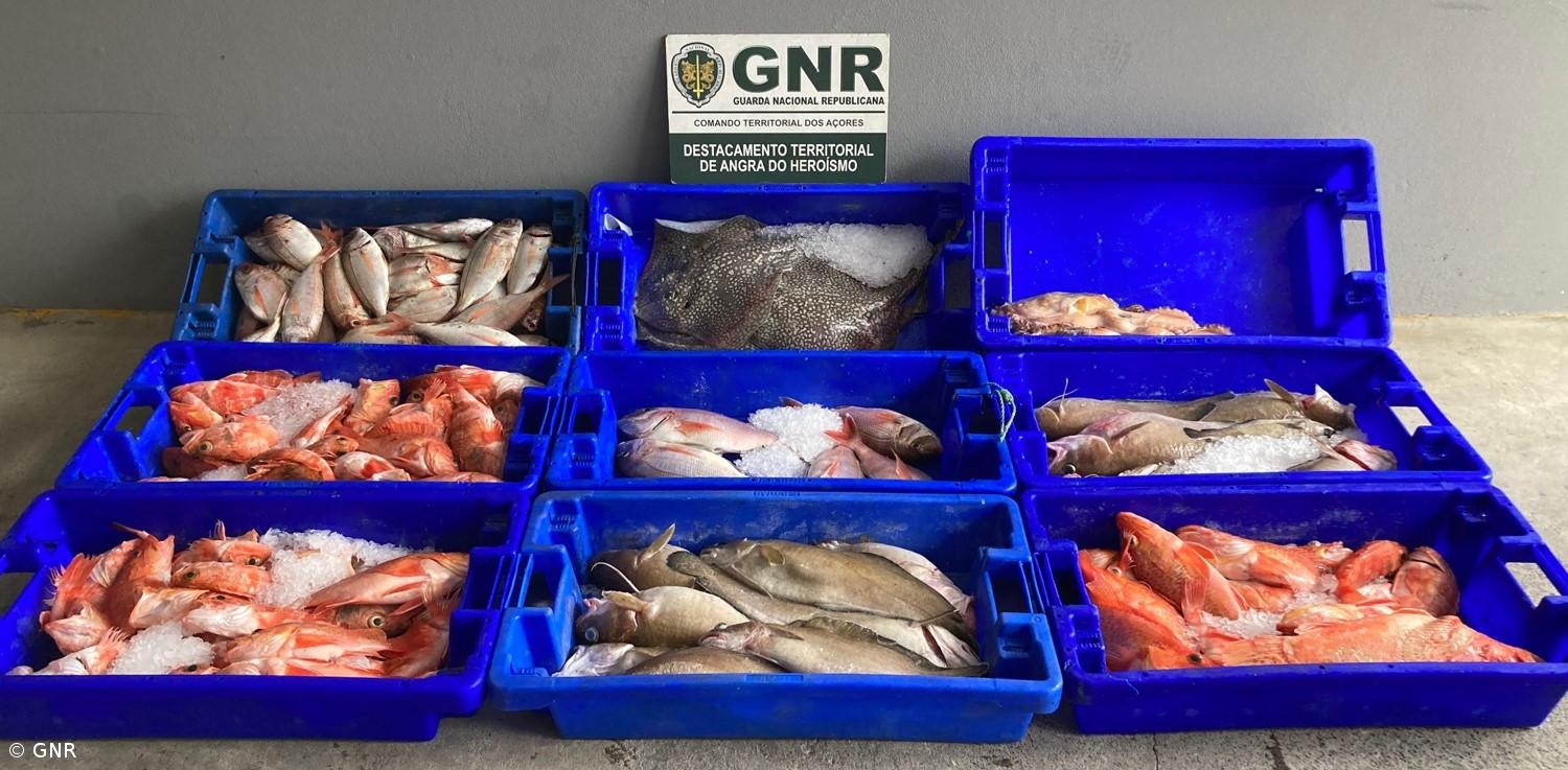 GNR apreende 92 quilos de pescado e artes de pesca proibidas na ilha Terceira – Imagem 1