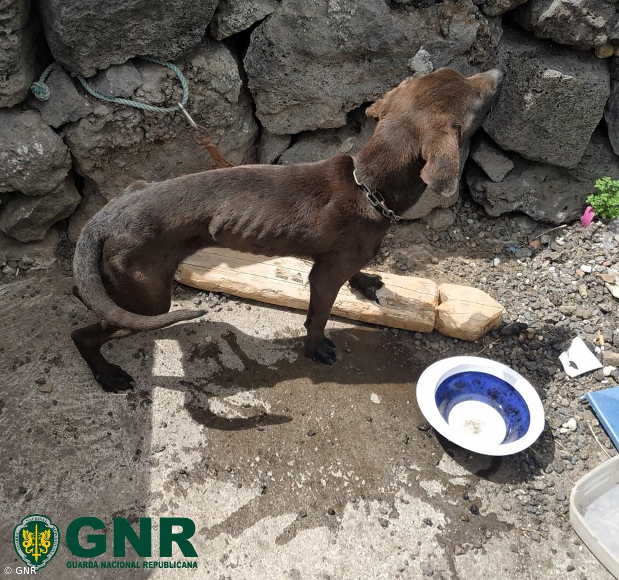 Homem constituído arguido por maus-tratos a animais de companhia – Imagem 1