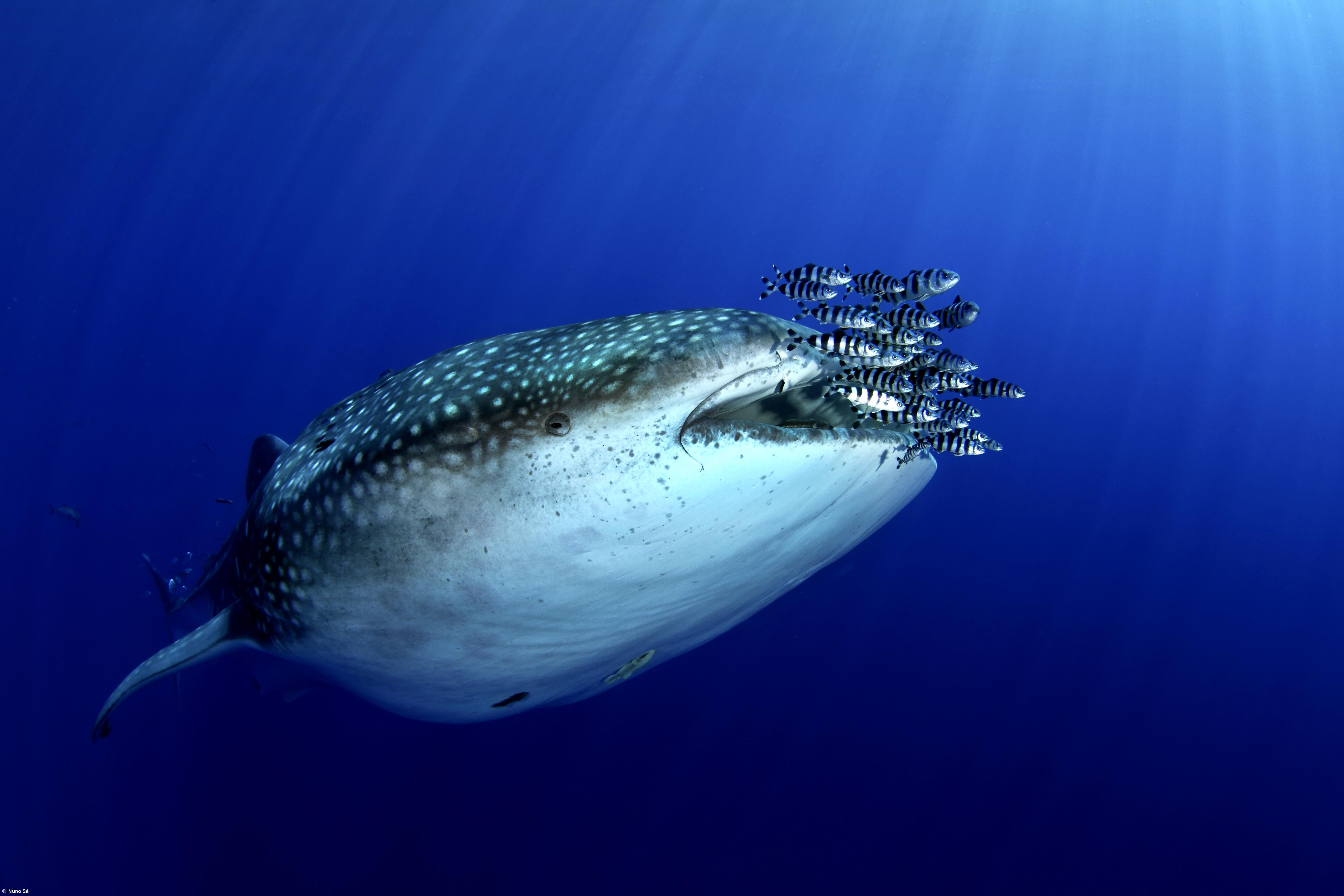 Documentário desvenda visitas do tubarão-baleia a Santa Maria – Imagem 1