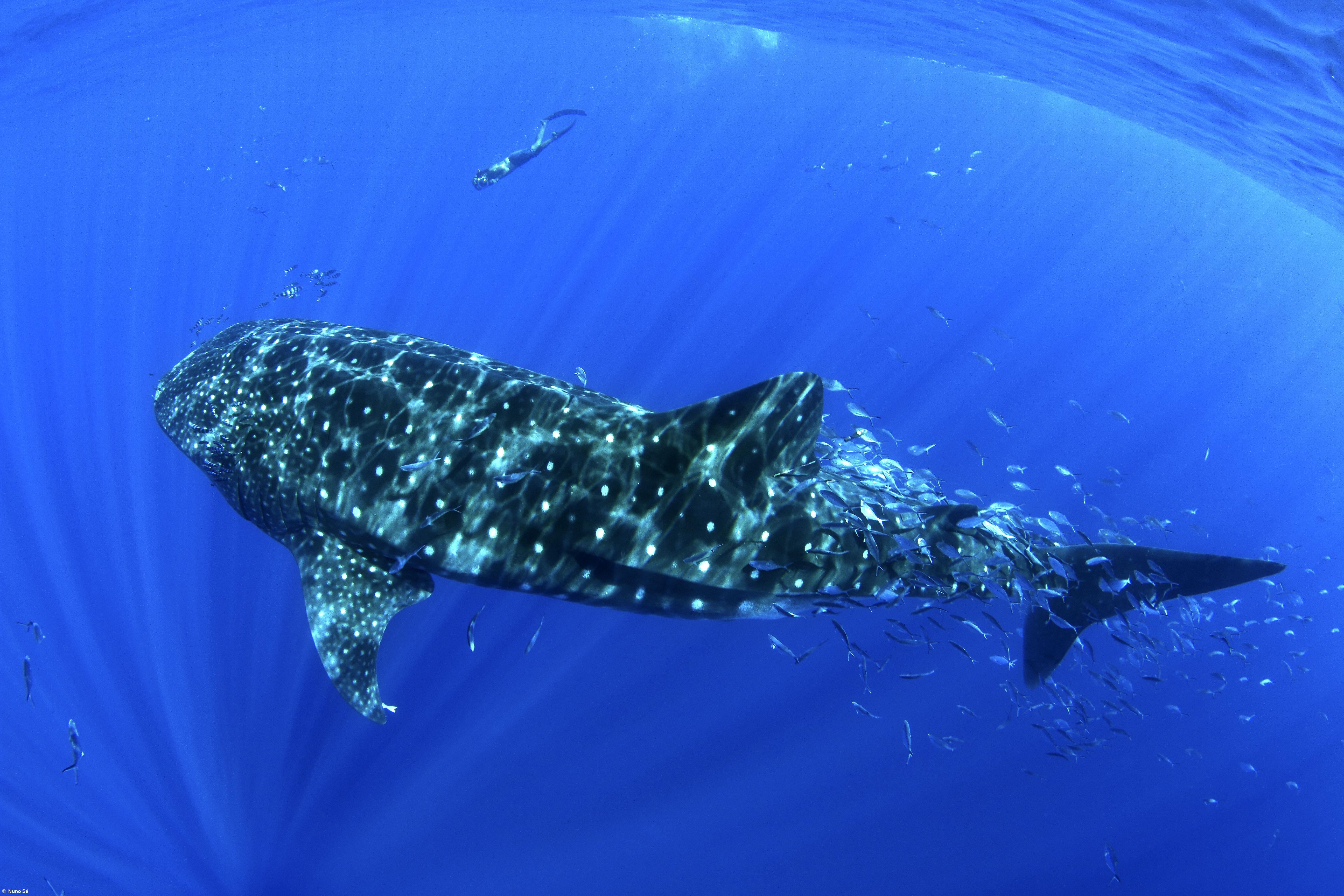 Documentário desvenda visitas do tubarão-baleia a Santa Maria – Imagem 3