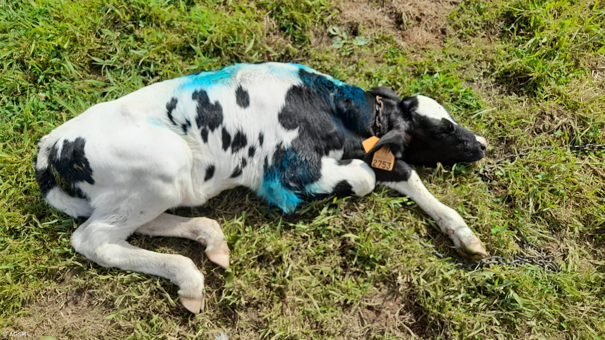 Cães vadios matam bovinos em São Miguel – Imagem 1