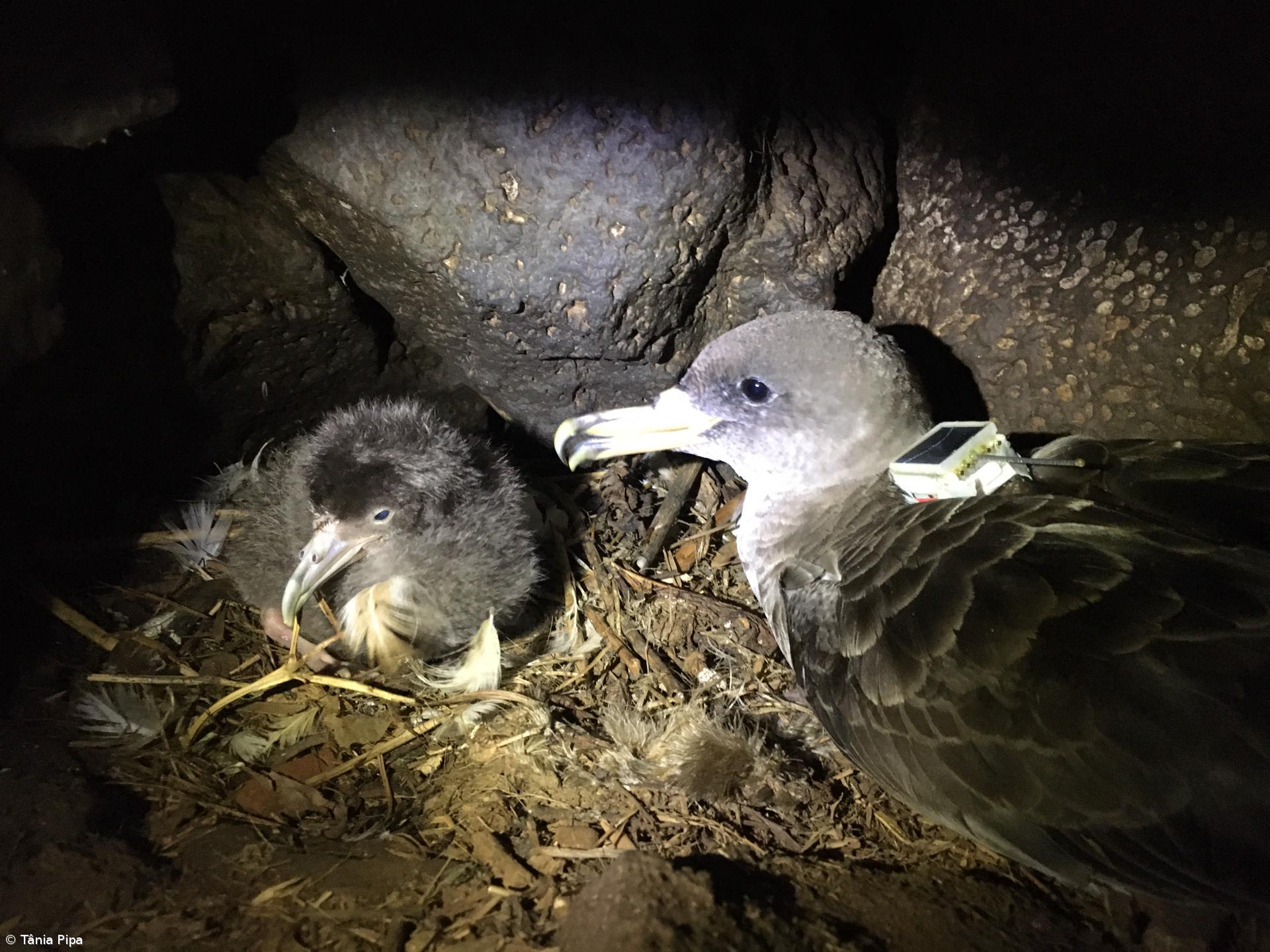 Voluntários salvam mais de 800 aves nas ilhas da Madeira, Açores e Canárias – Imagem 1